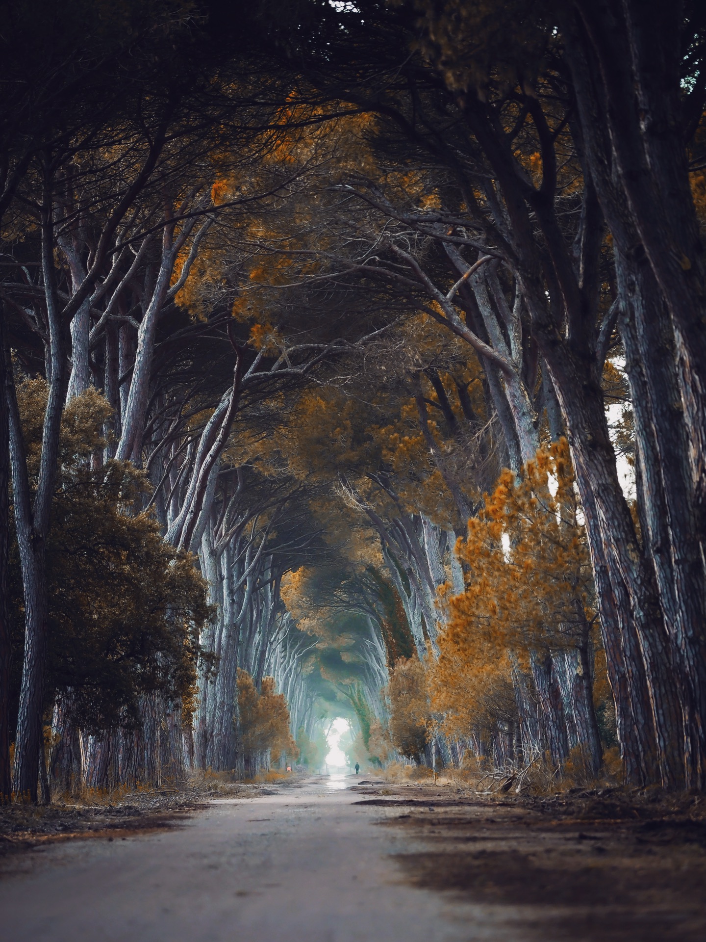 Parco naturale migliarino San rossore