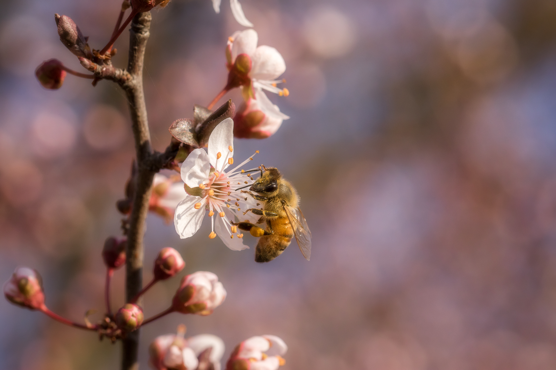 On the Wings of Spring