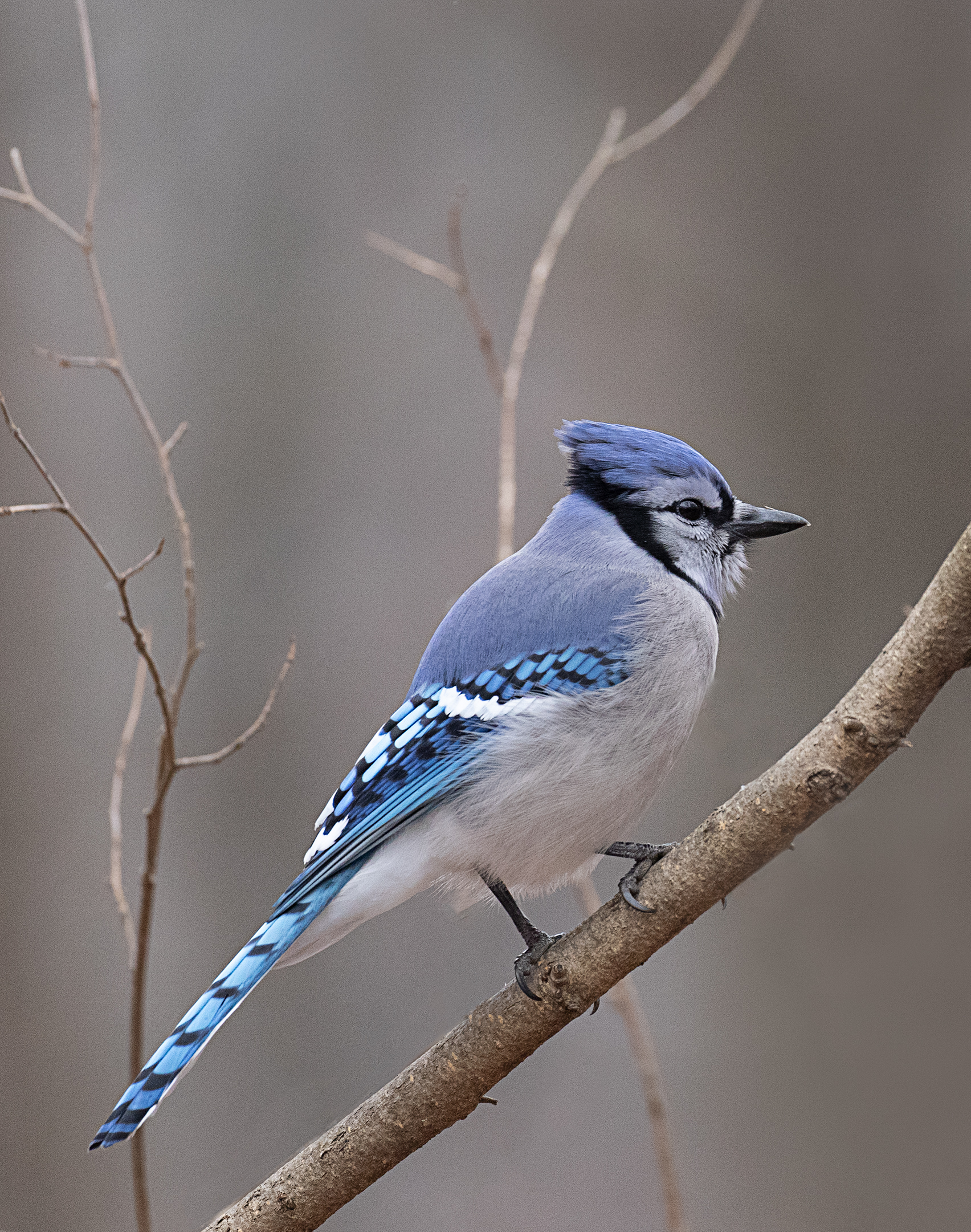 Bluejay in Tree.