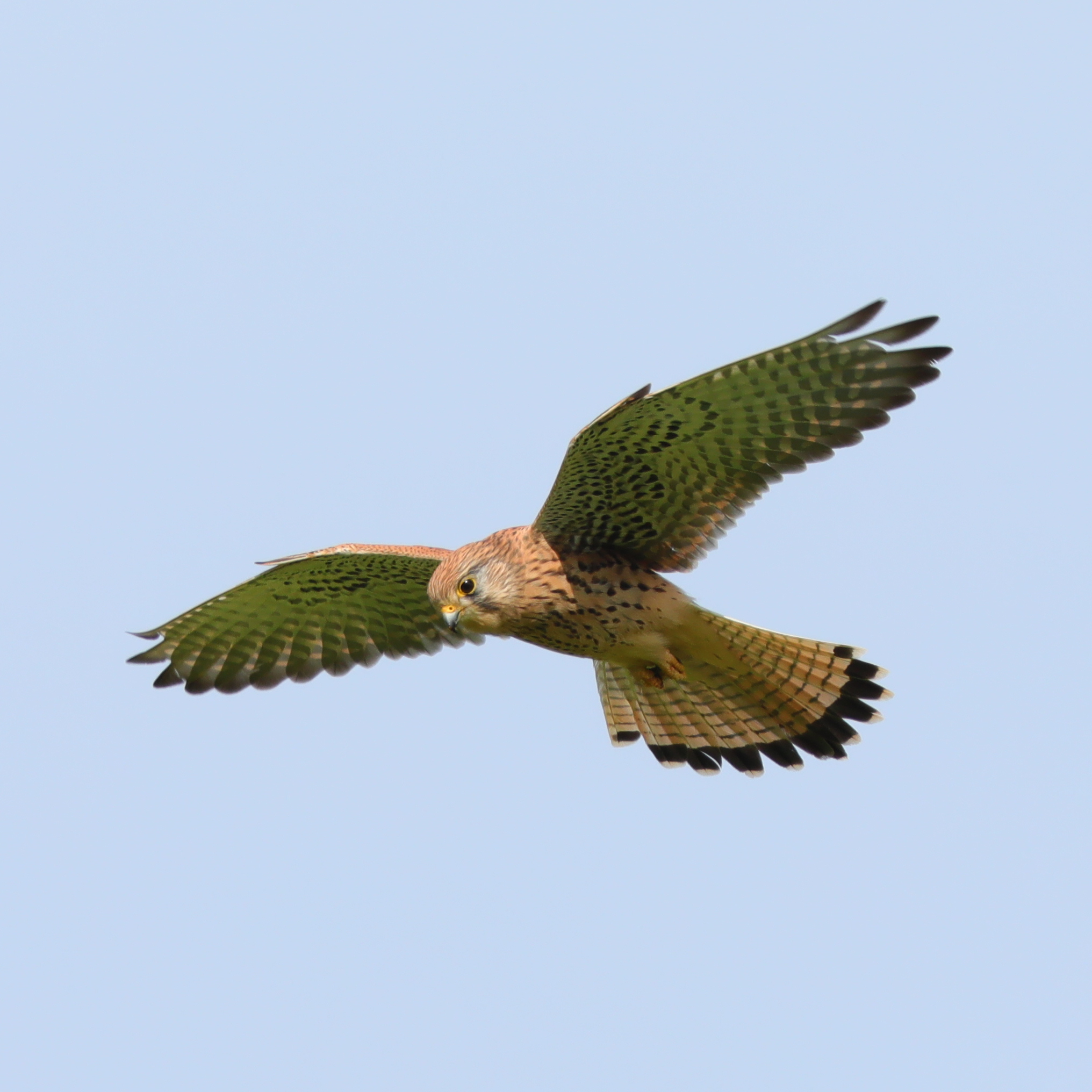 Bird of prey on the hunt