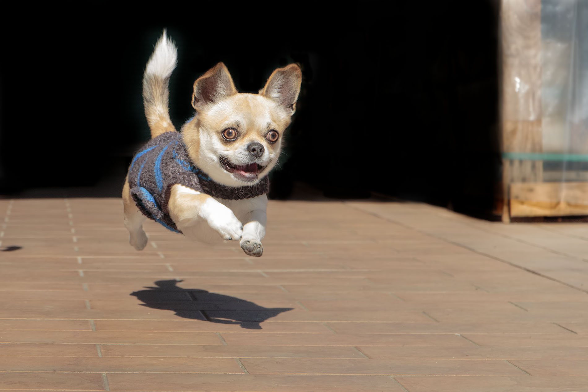 Joel il cane volante