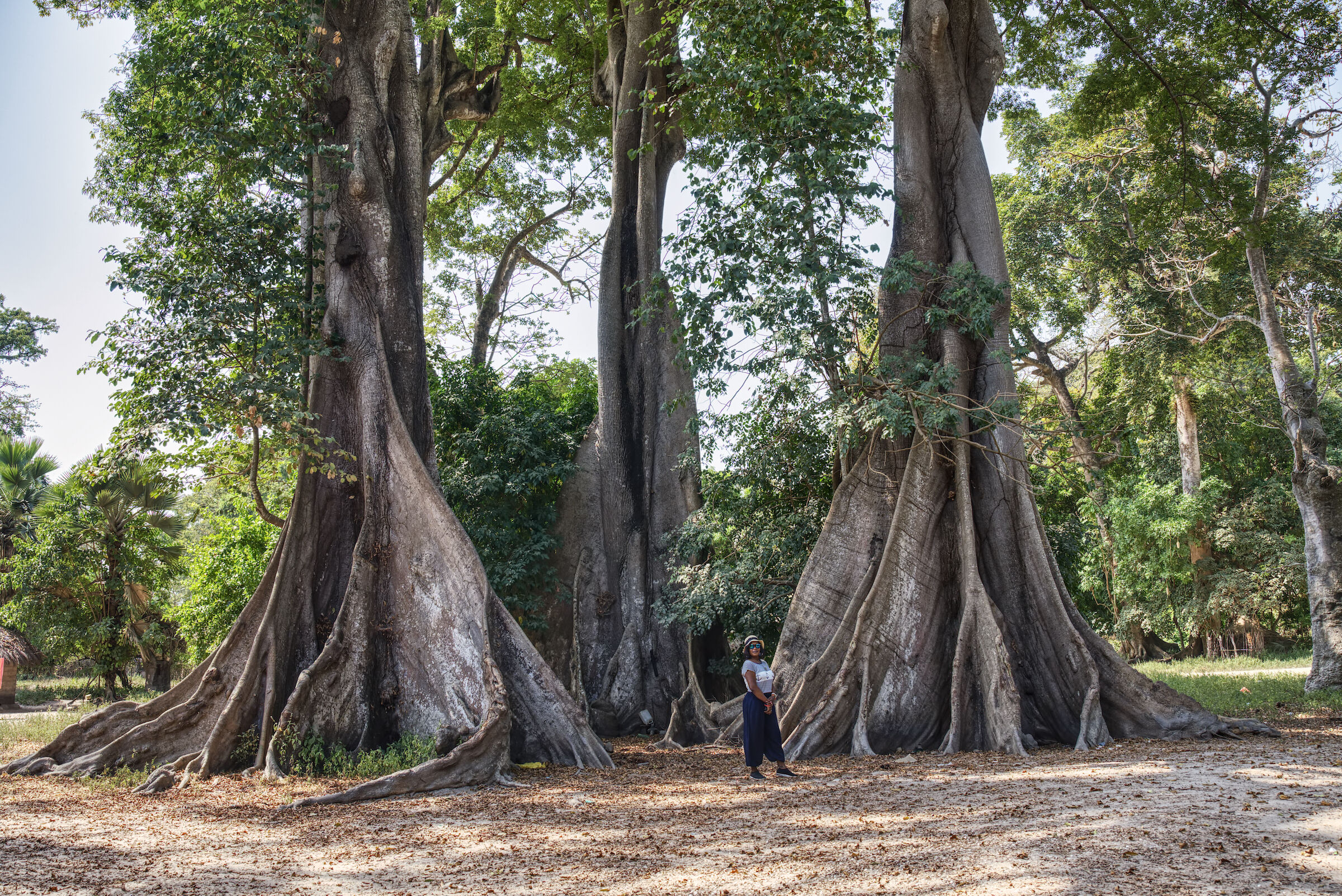 Alberi di Kapokiers (Ceiba pentandra)