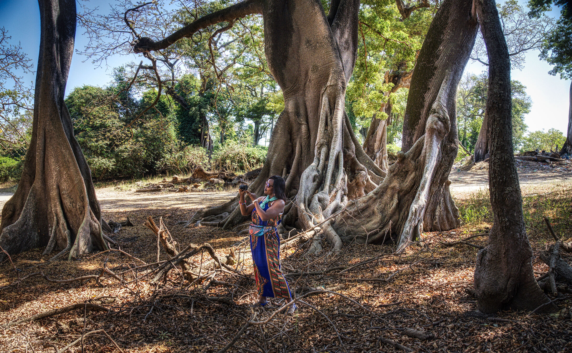 Alberi di Kapokiers (Ceiba pentandra)