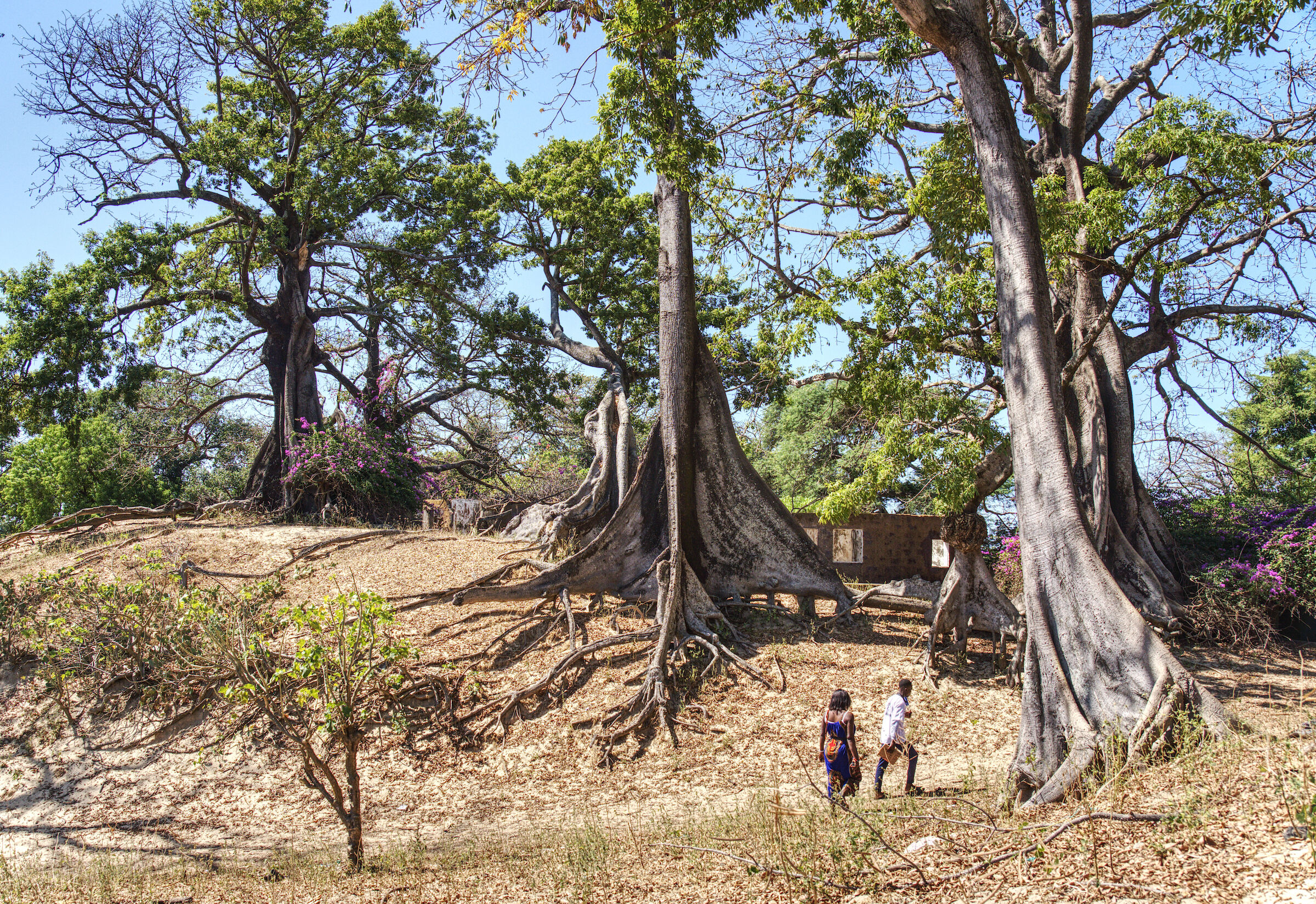 Alberi di Kapokiers (Ceiba pentandra)