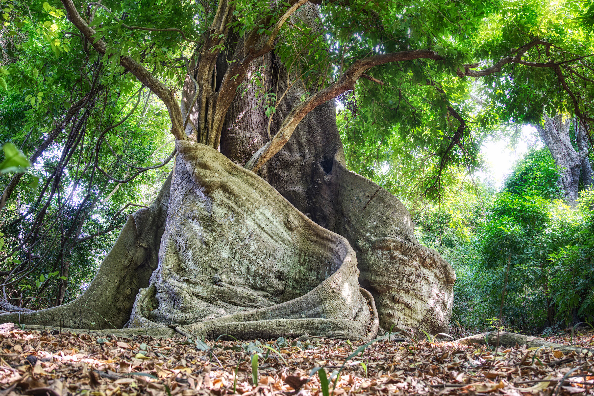 Alberi di Kapokiers (Ceiba pentandra)