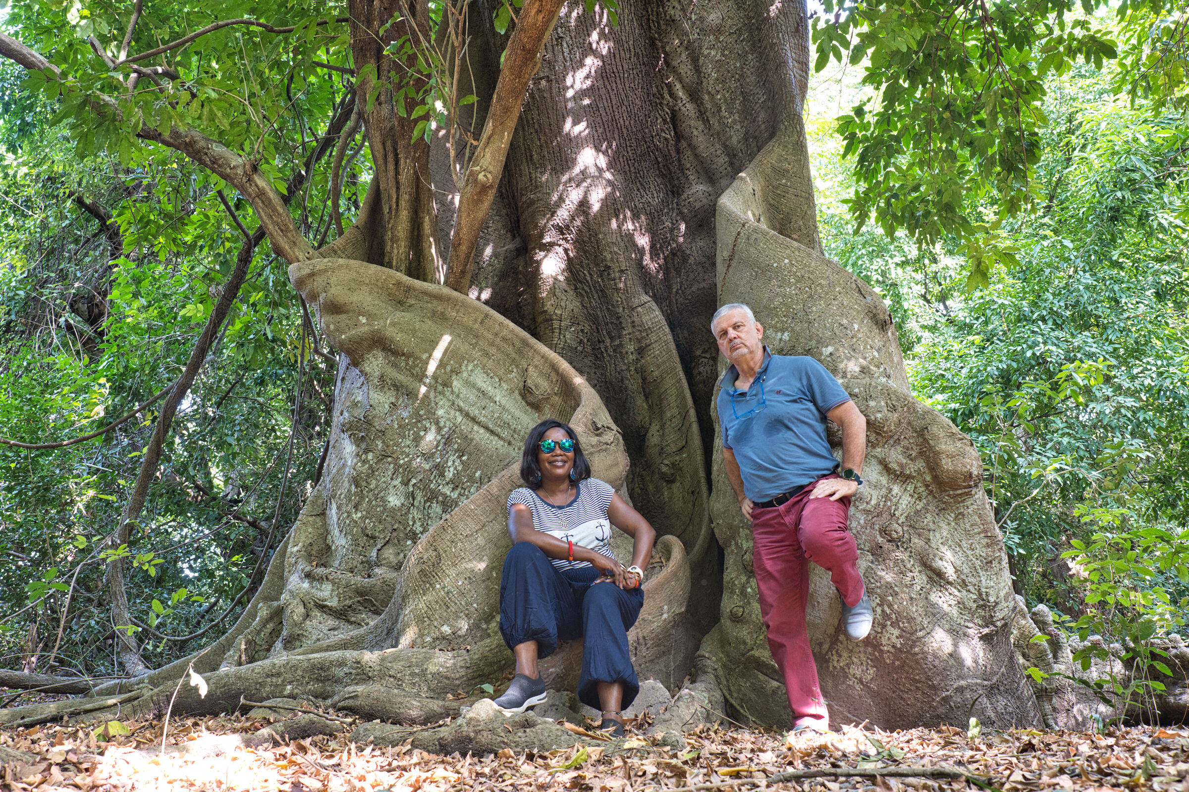 Alberi di Kapokiers (Ceiba pentandra)