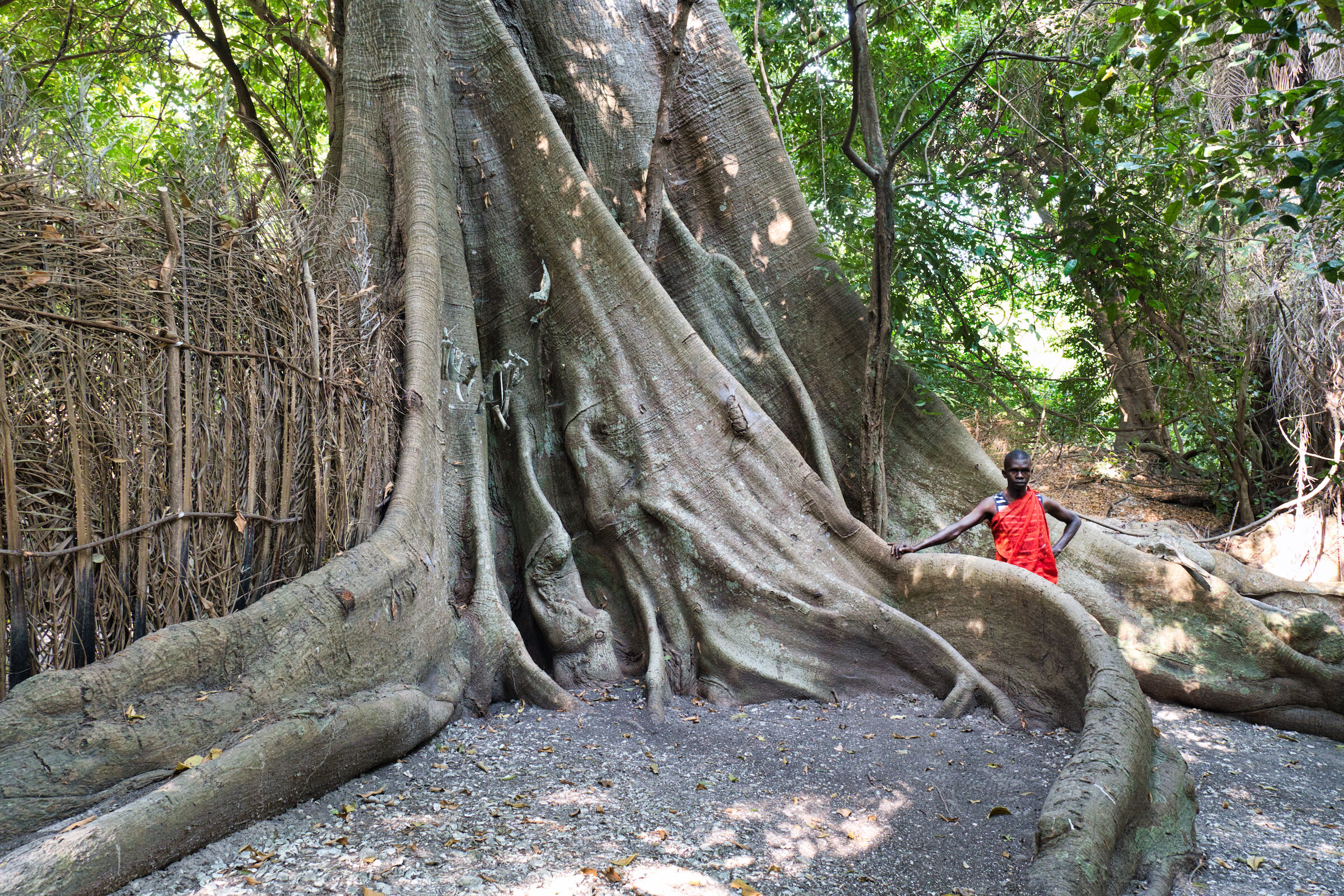 Alberi di Kapokiers (Ceiba pentandra)