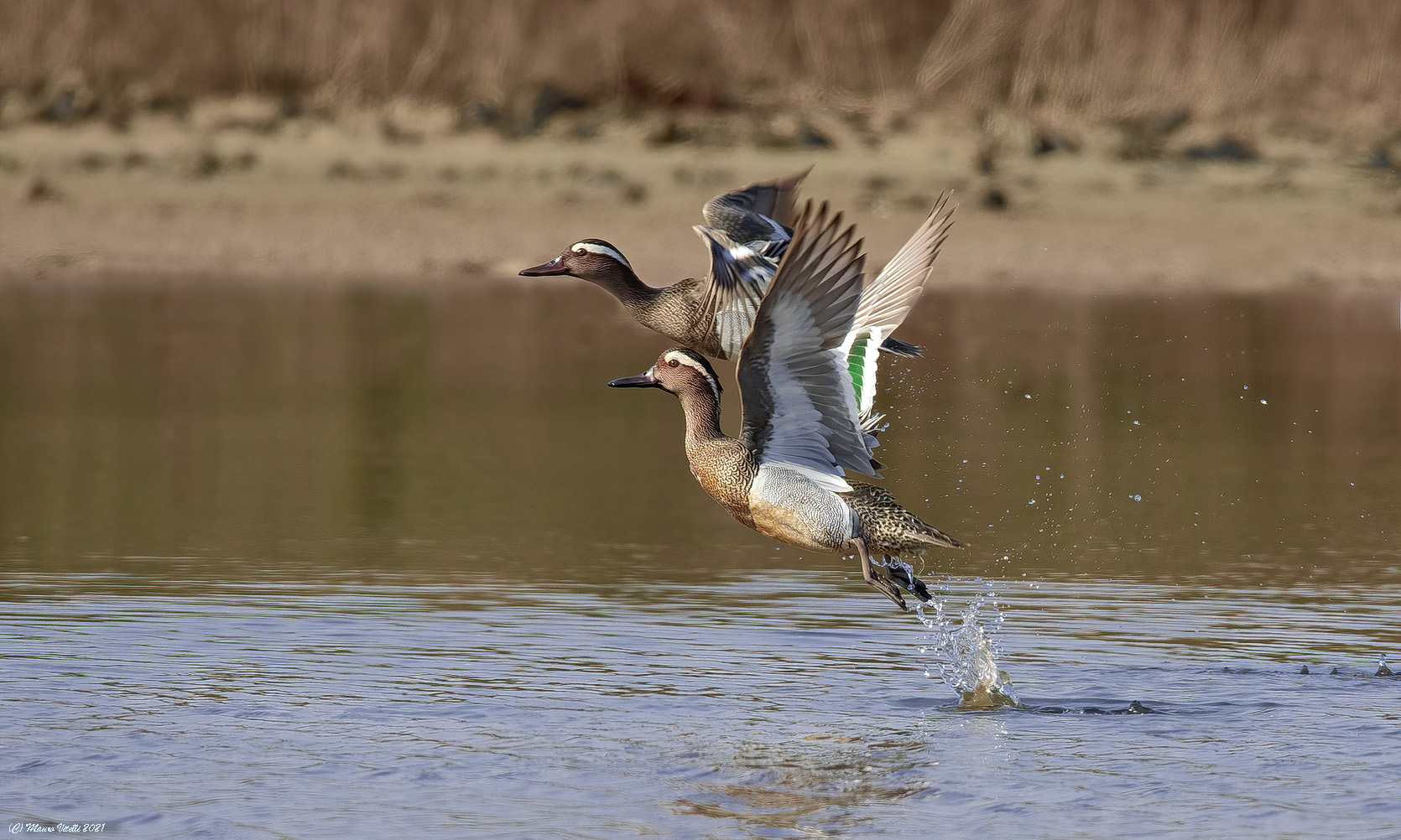 Marzaiole Department (Anas querquedula)