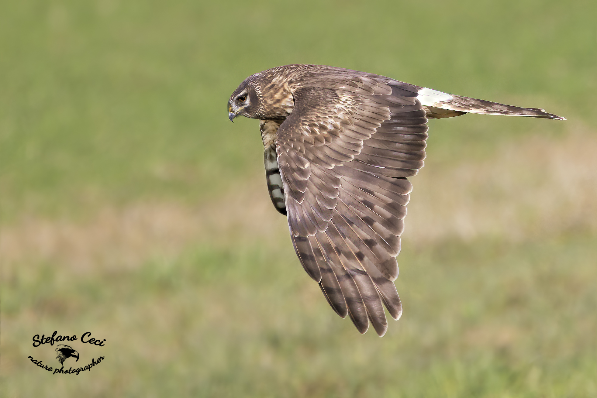 Albanella Reale Femmina