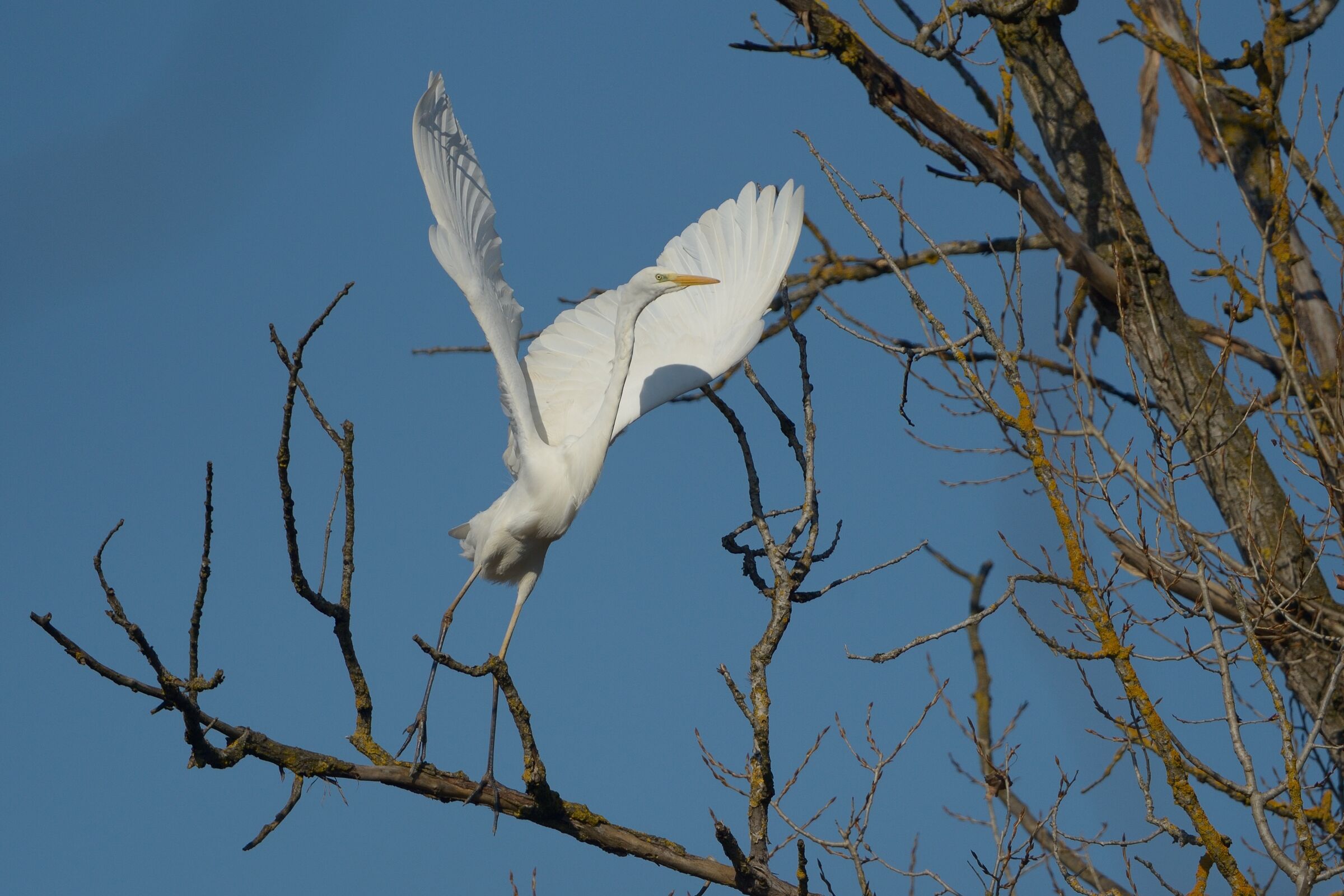Airone bianco maggiore (Casmerodius albus)