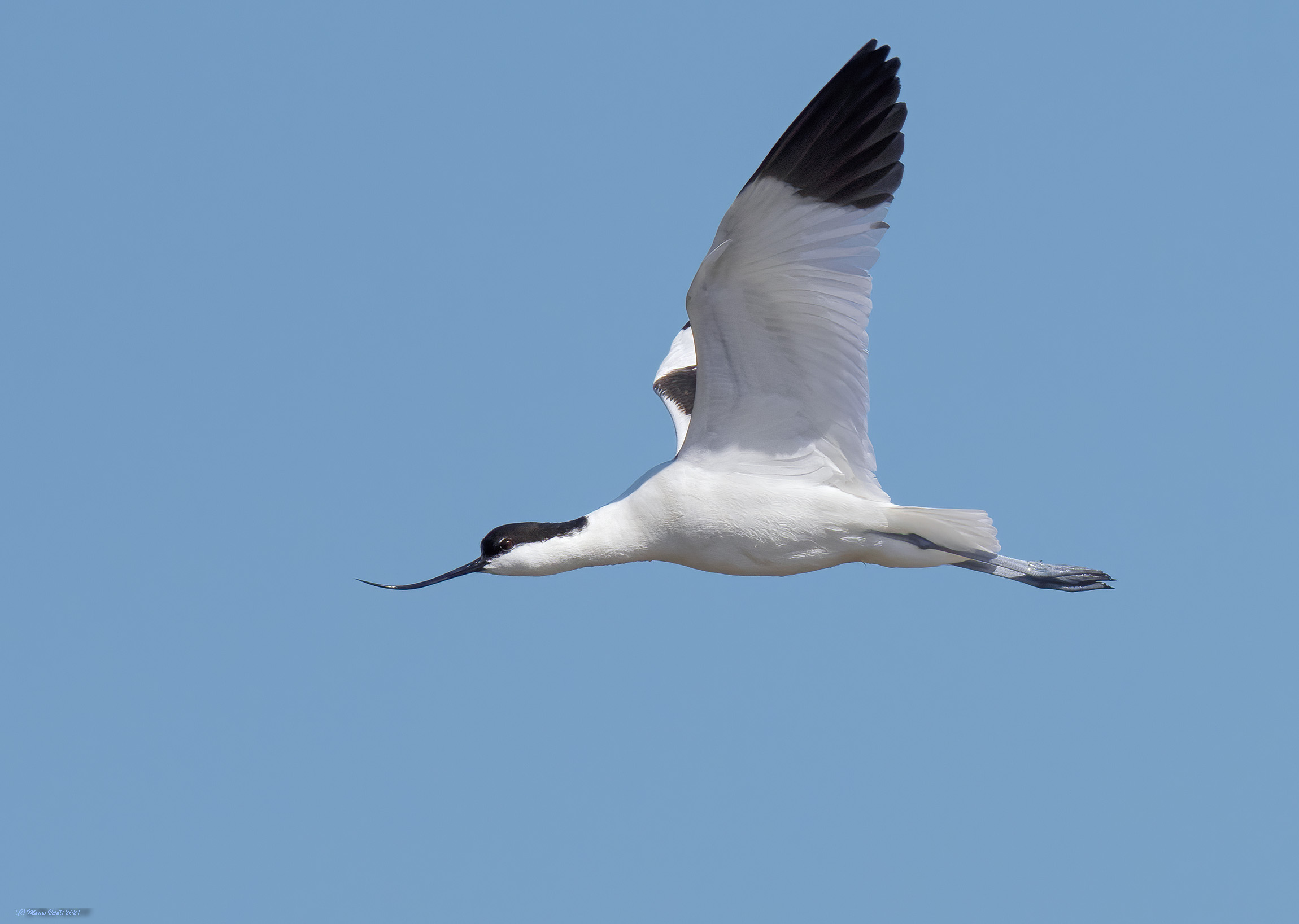 Avocets (Recurvirostra avosetta)