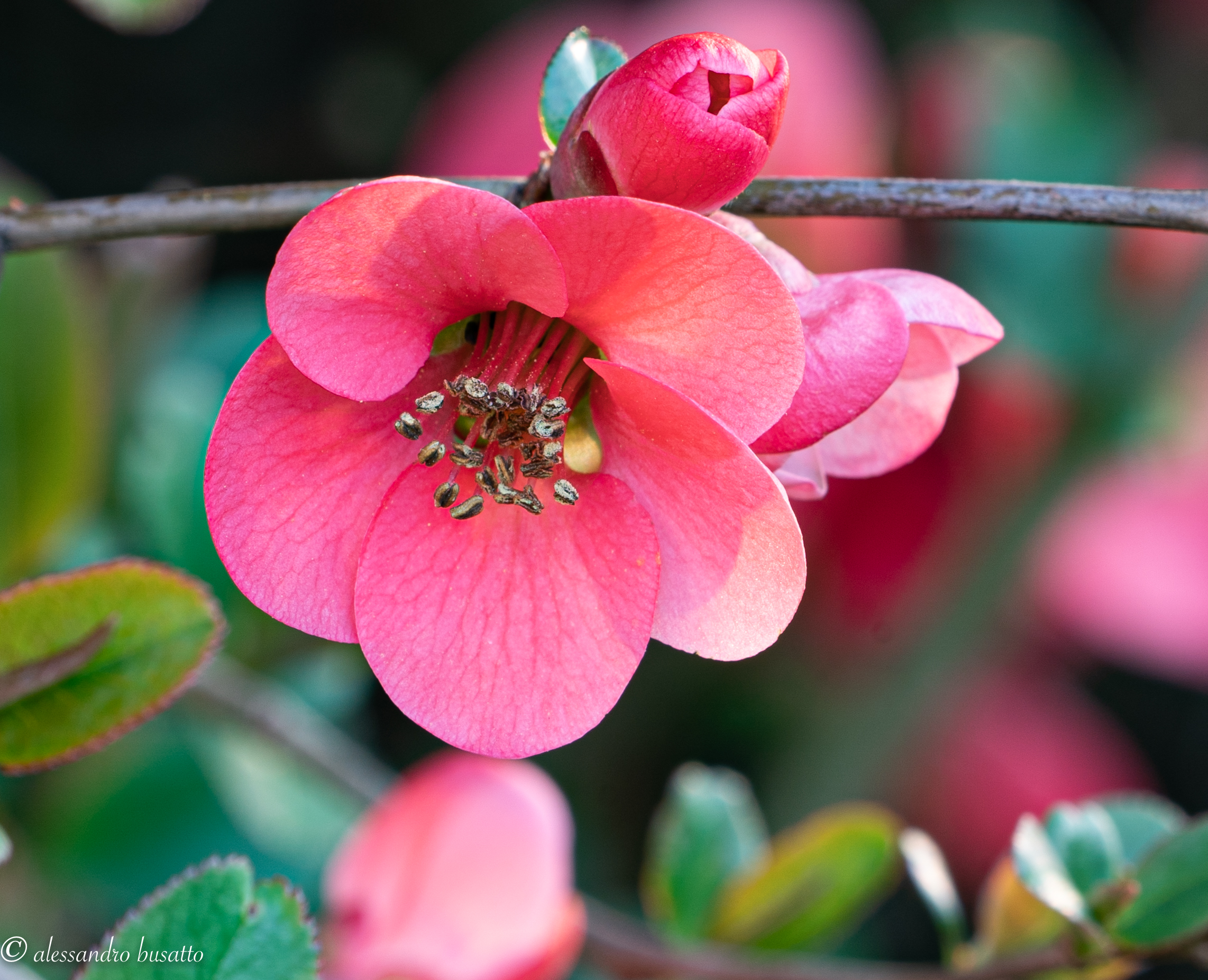 Cotogno del Giappone (particolare)