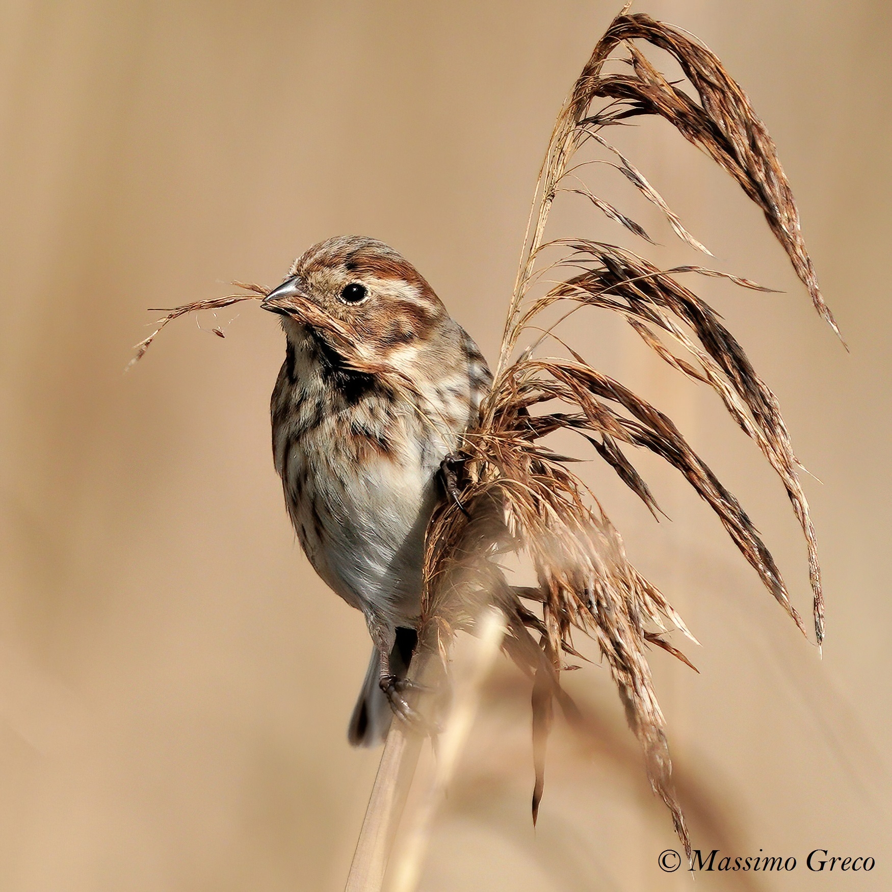 Migliarino di palude (Emberiza schoeniclus)