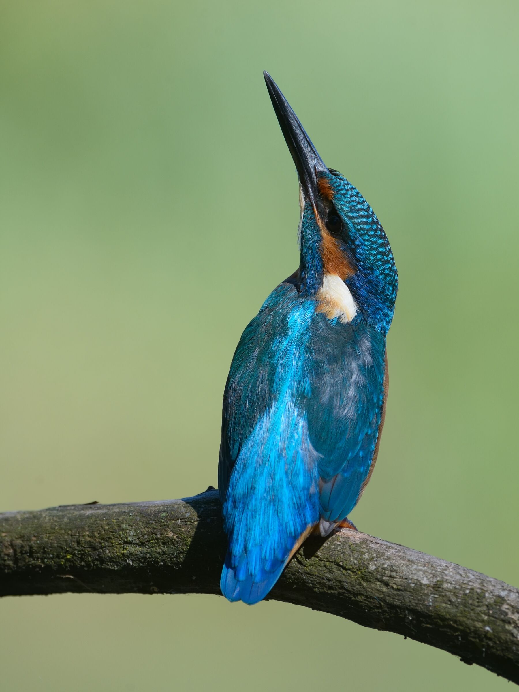 Martin pescatore (Alcedo atthis)
