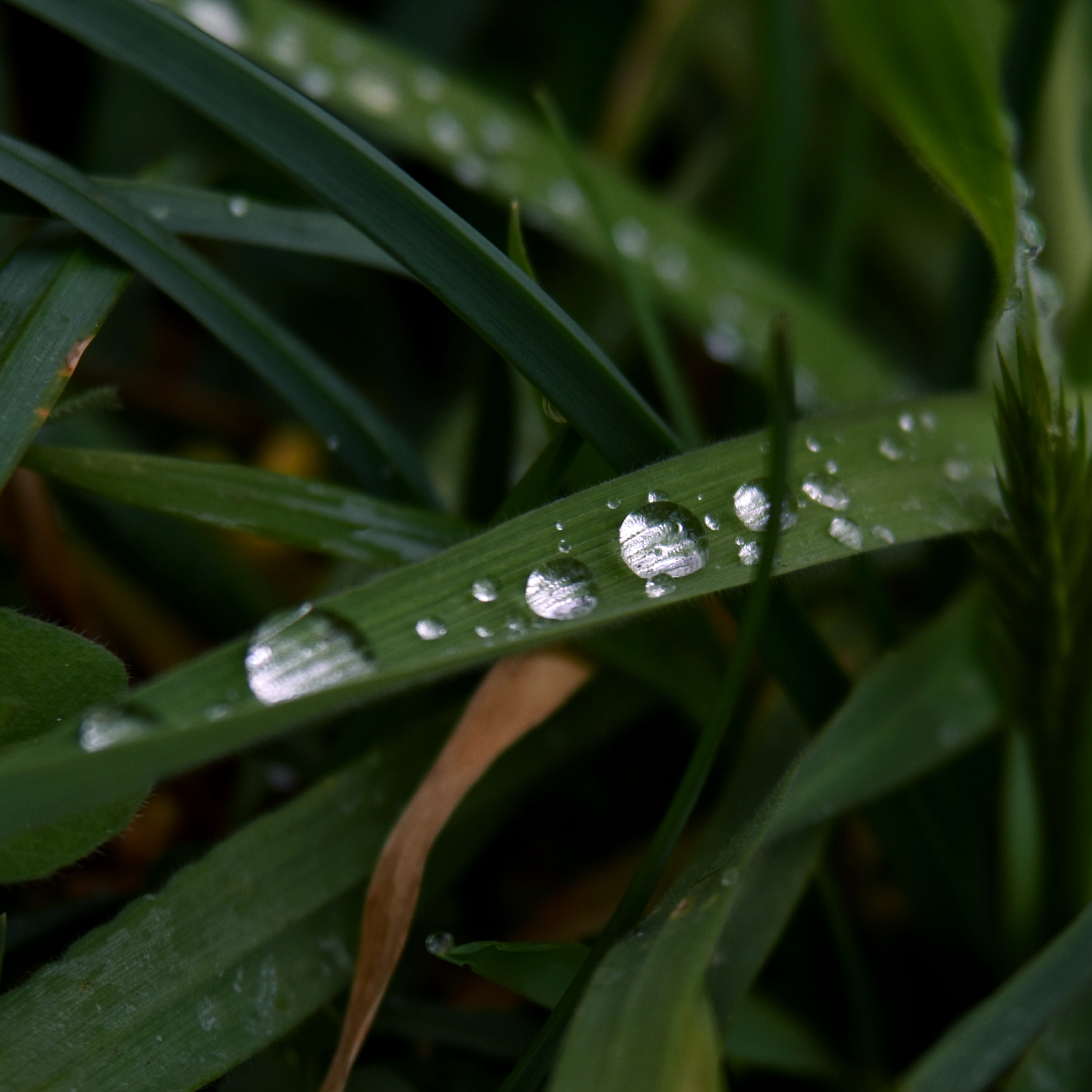 Sublime dew