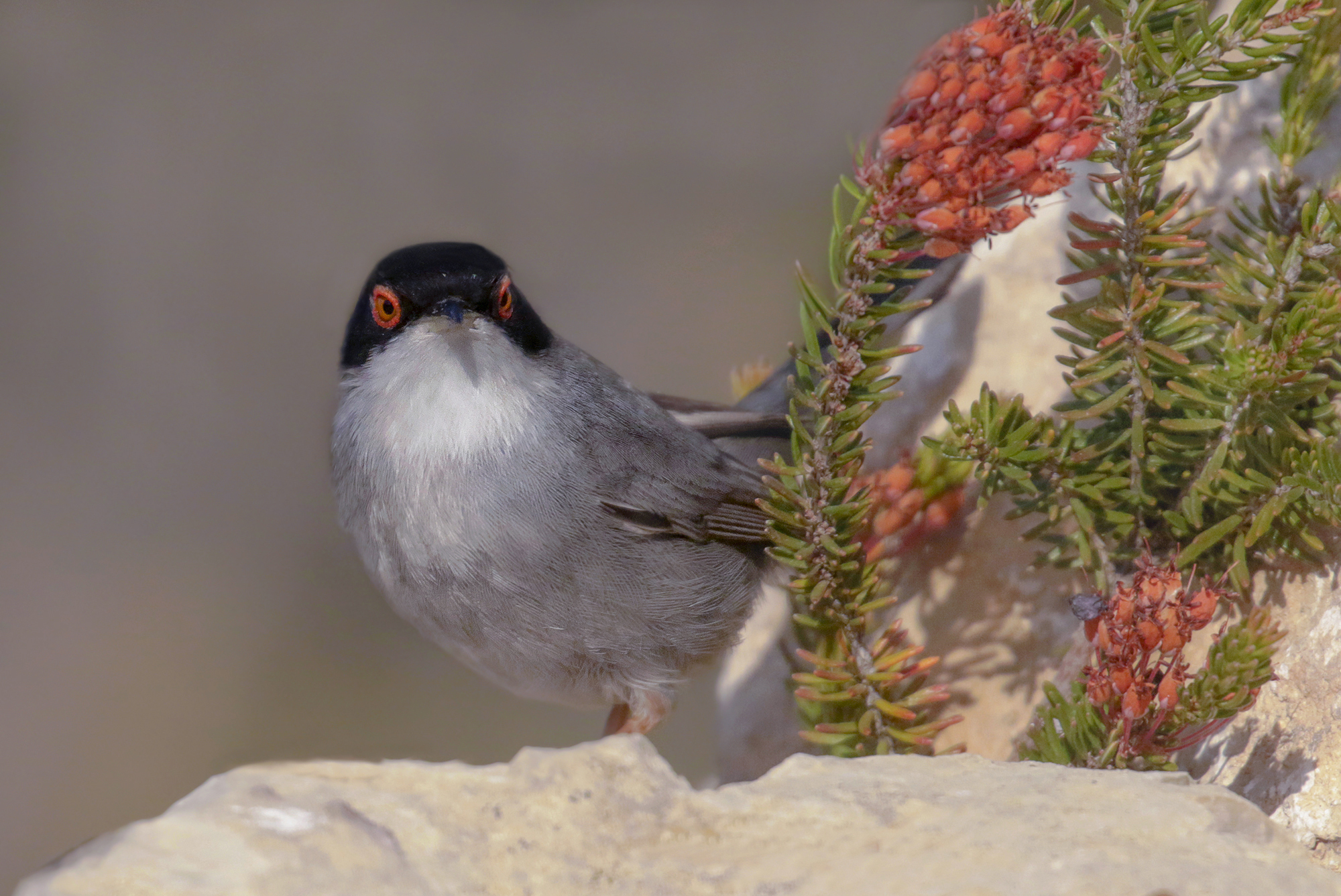 occhio rosso, occhiocotto