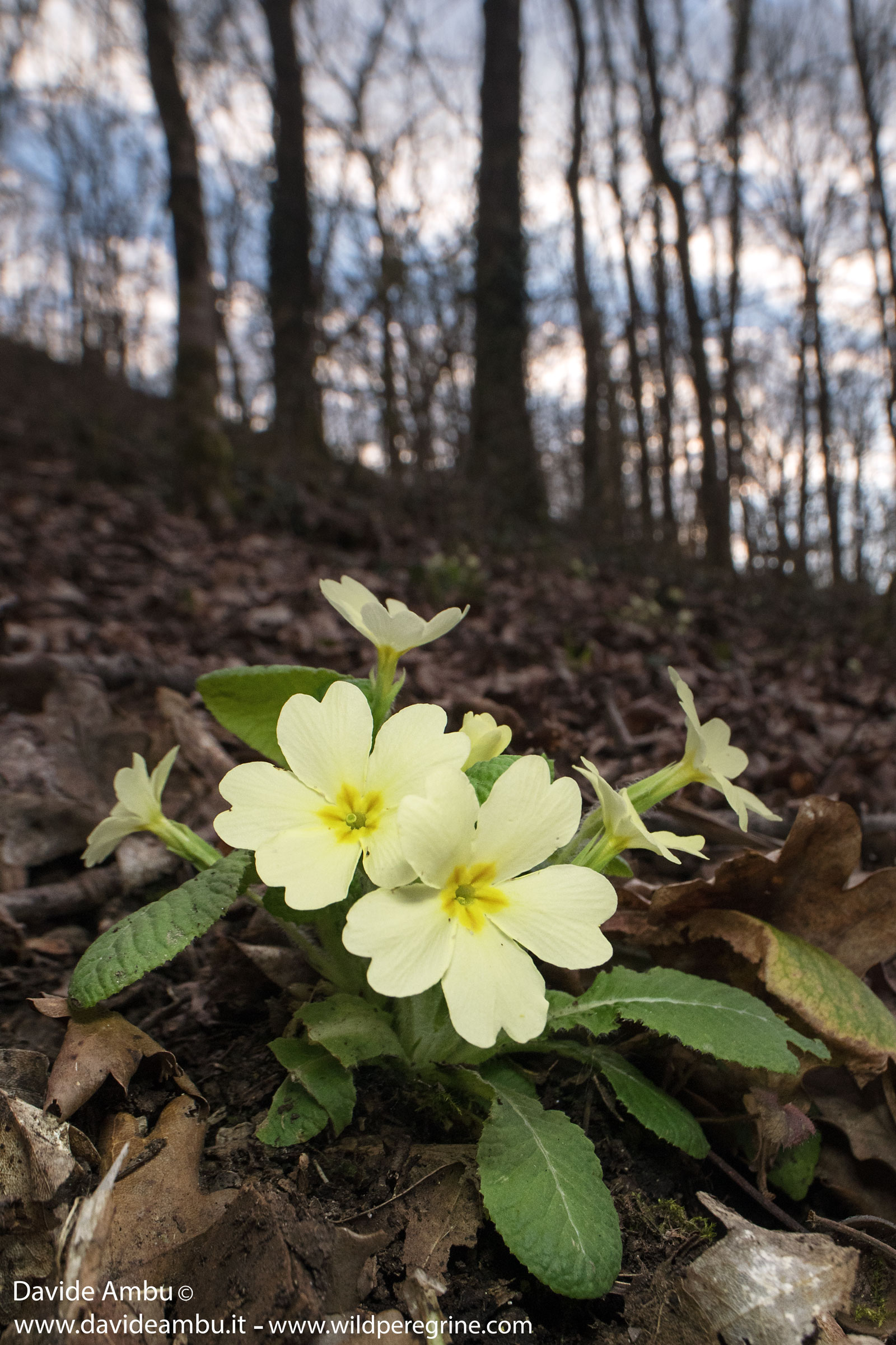 primula comune (primula vulgaris)