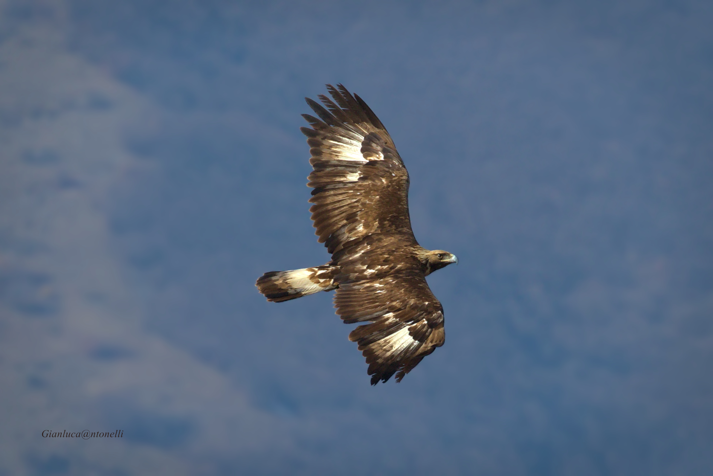 Golden Eagle