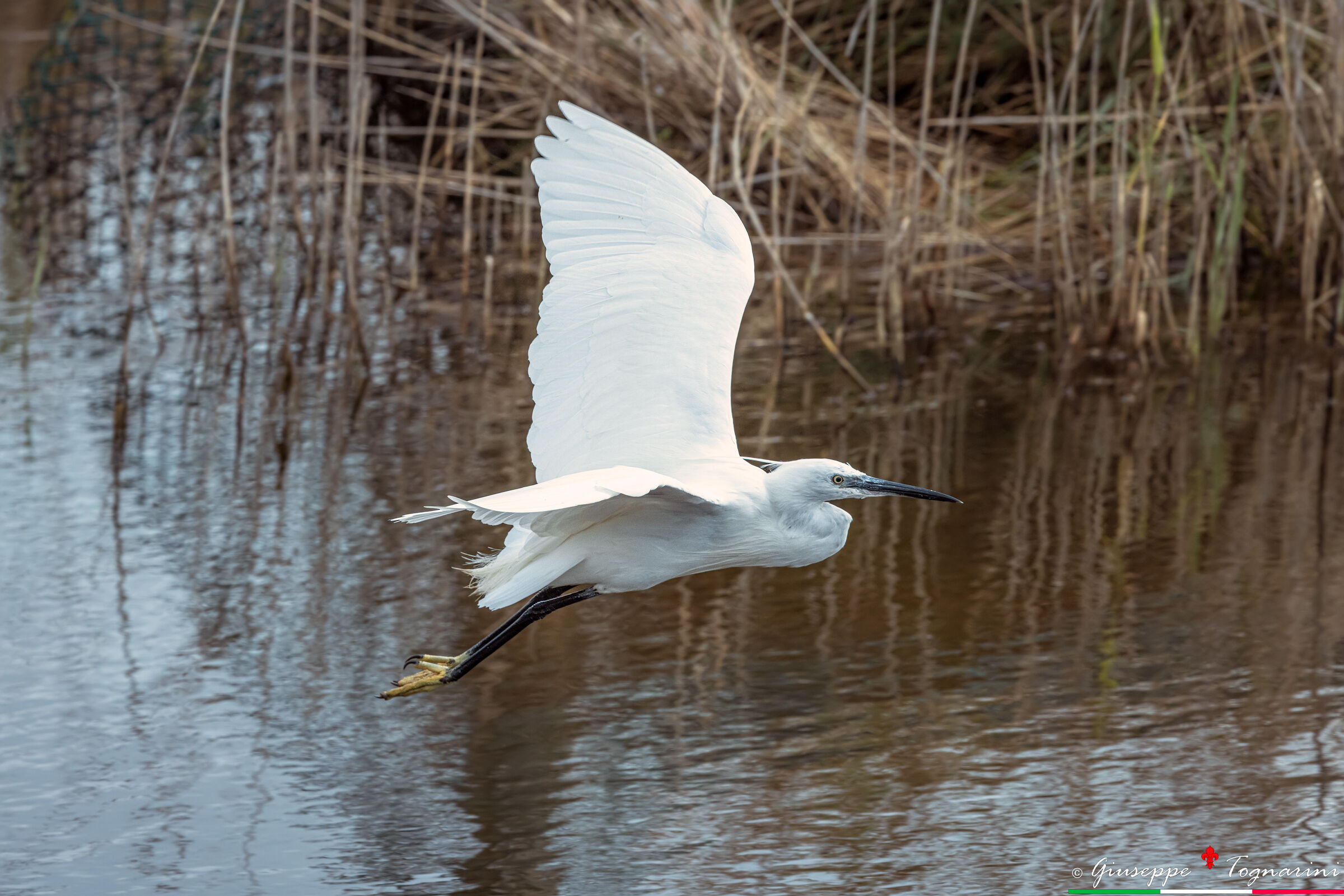 Egretta garzetta
