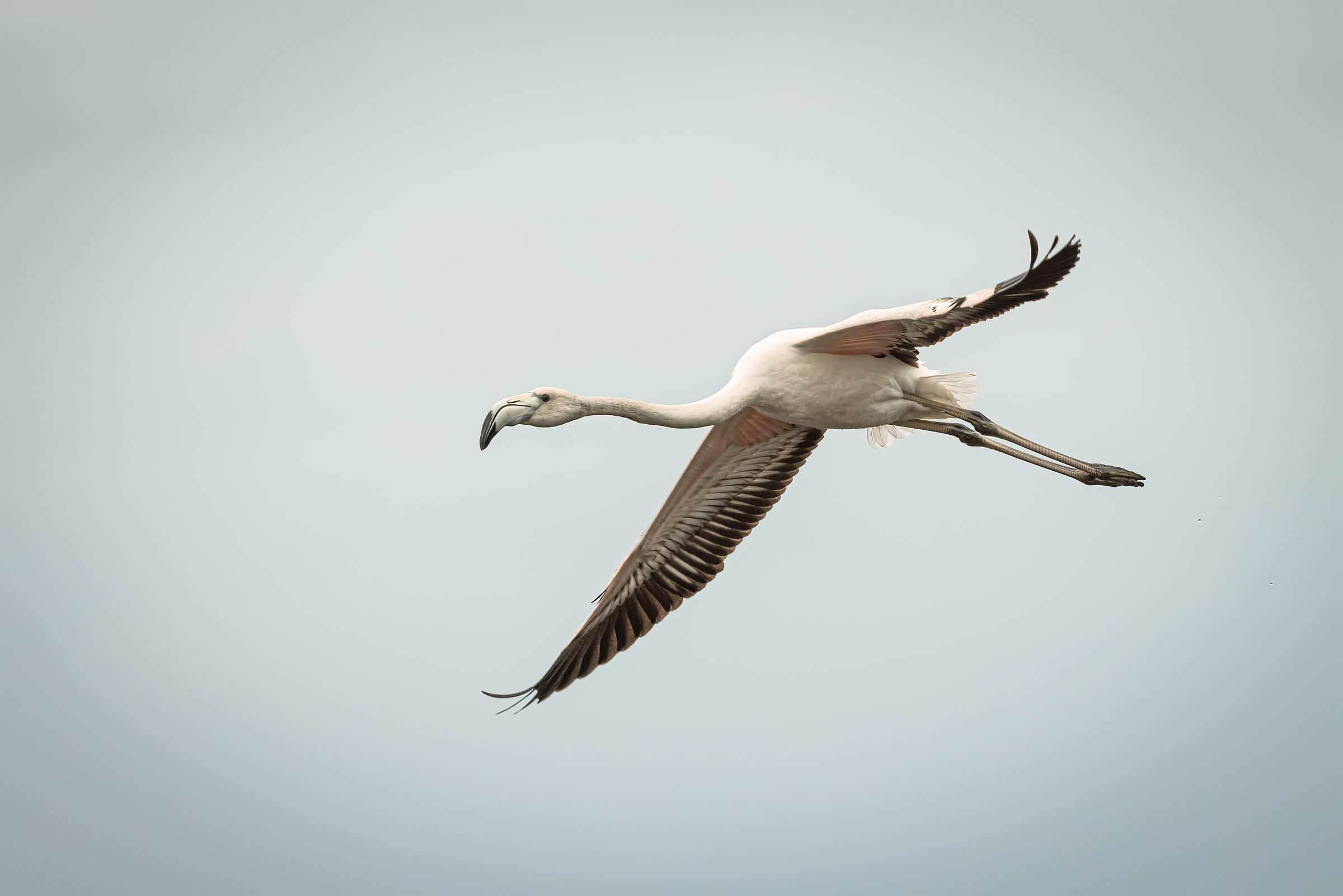 Fenicottero in volo n.1