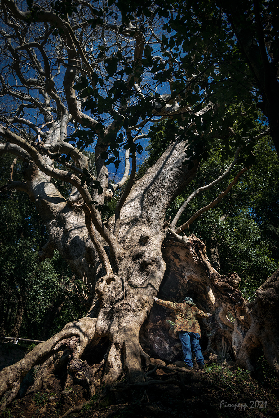 Curinga- CZ- Platano millenario