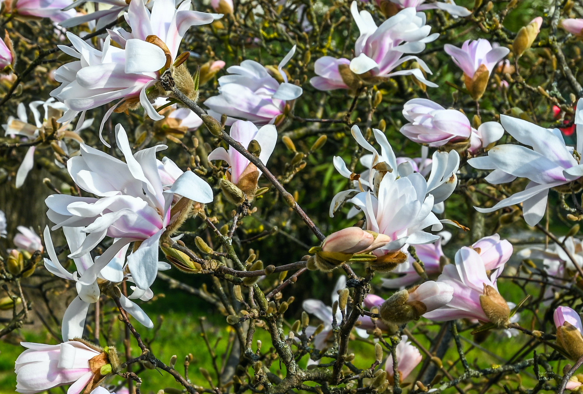 da Nikon Z6II con dx 16/50