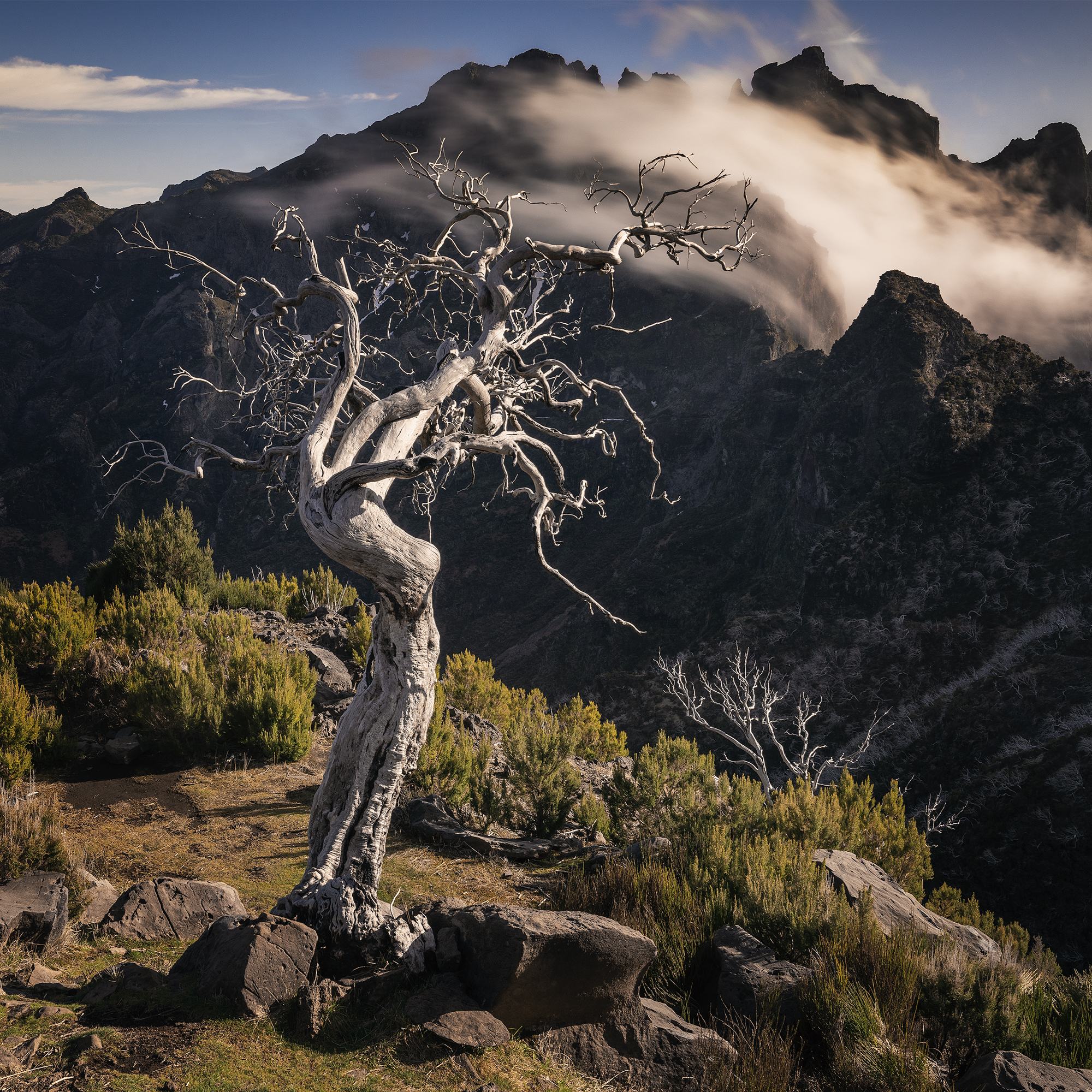 Il Re degli alberi morti