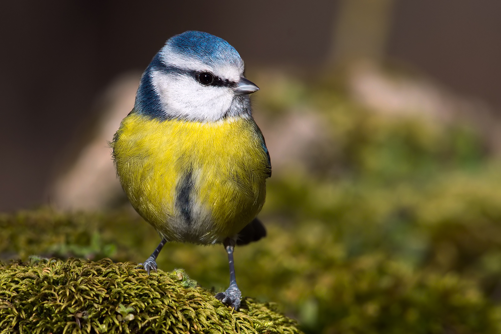Cinciarella (Parus caeruleus) 3.