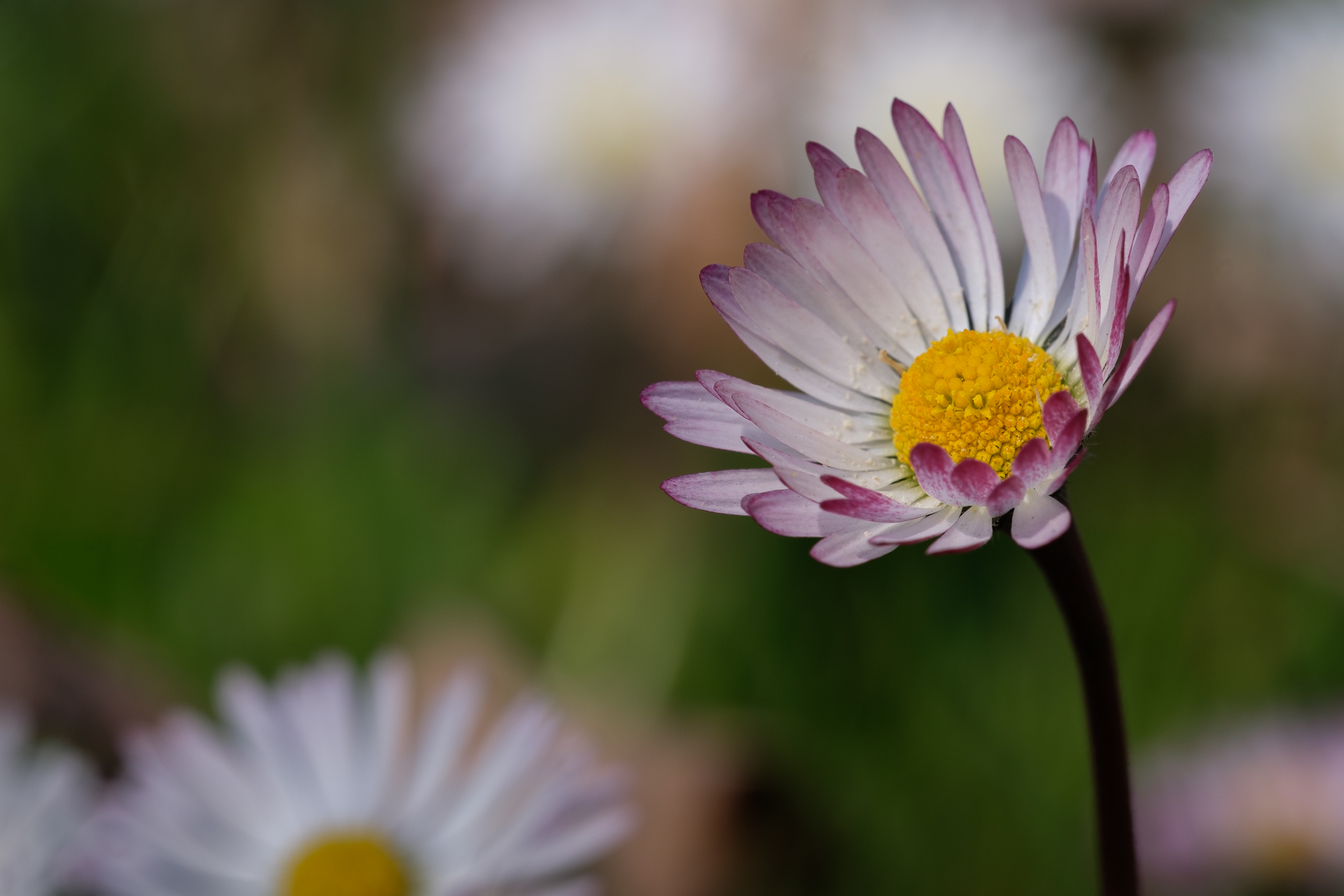 Nulla di più... nulla di meno...