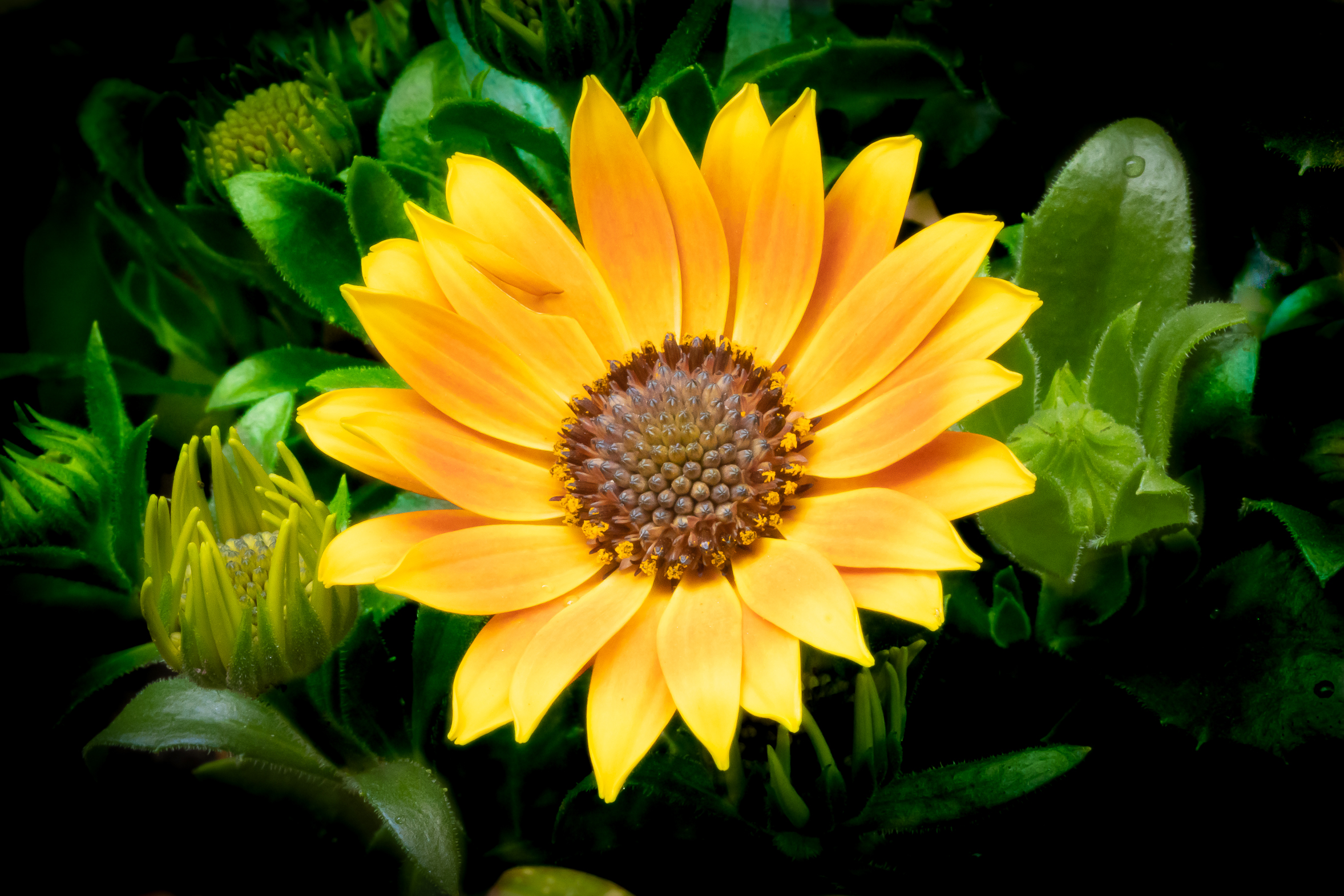 Helianthus annuus L.