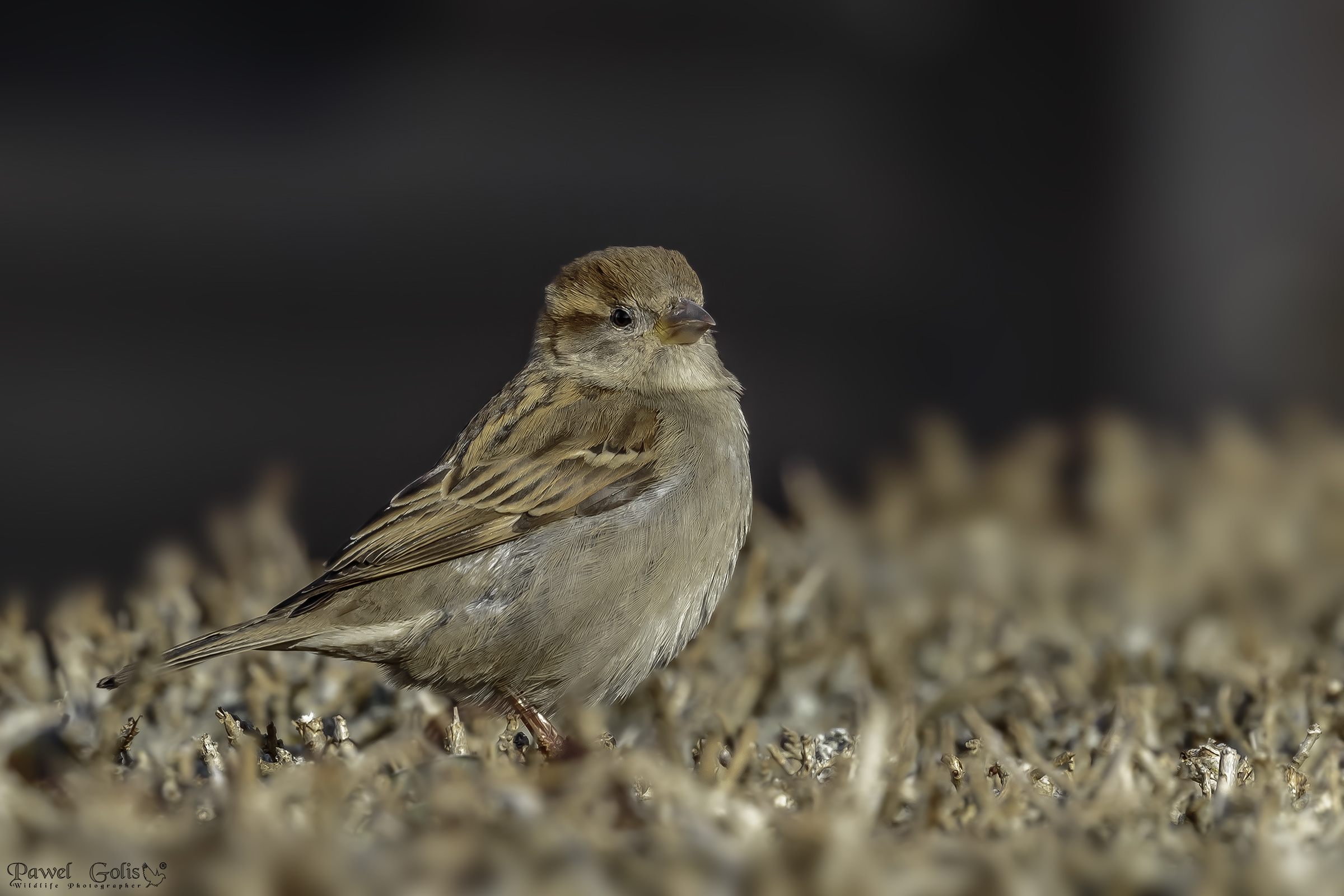 Passero domestico (Passer domesticus)