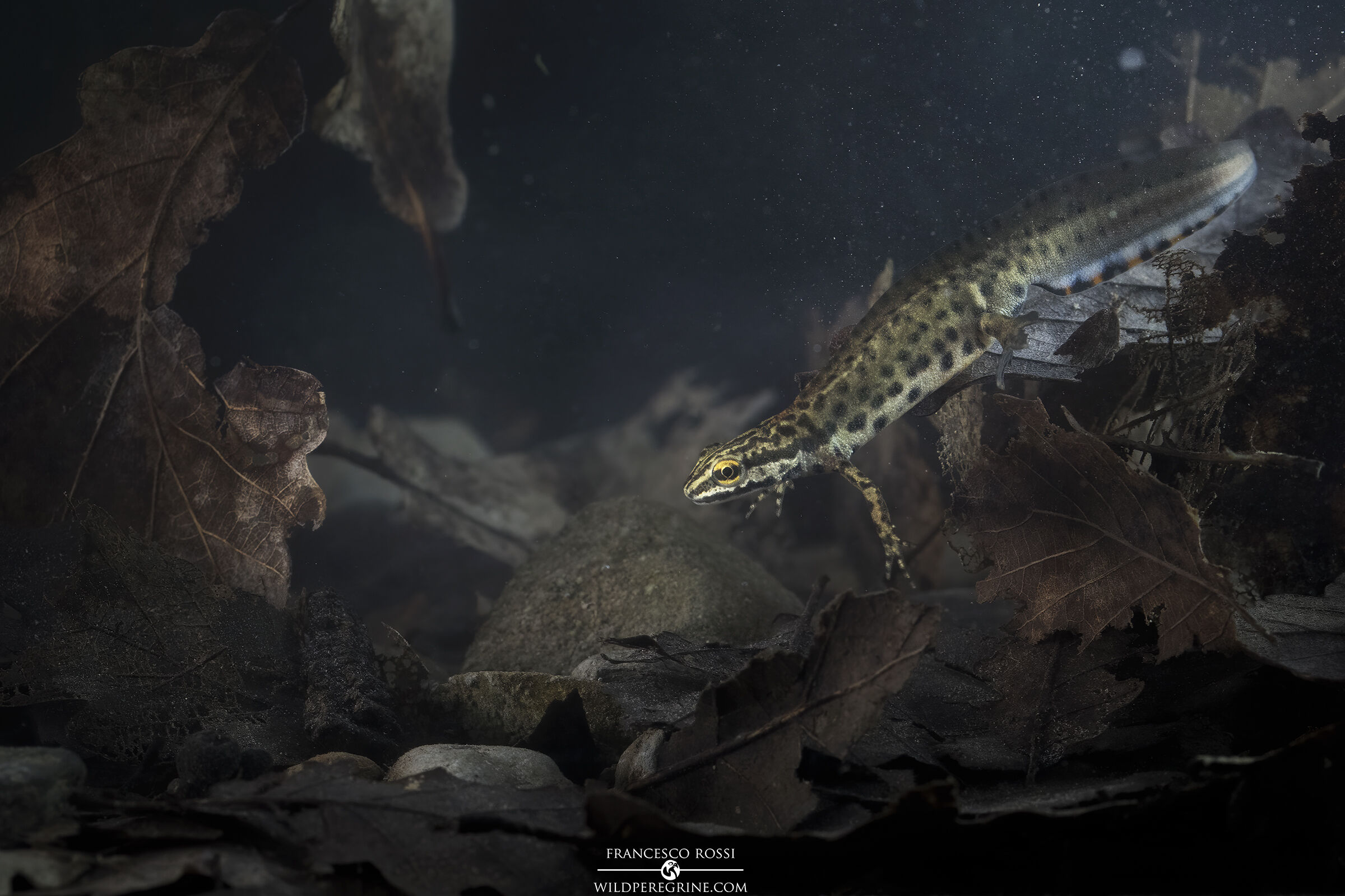 Lissotriton