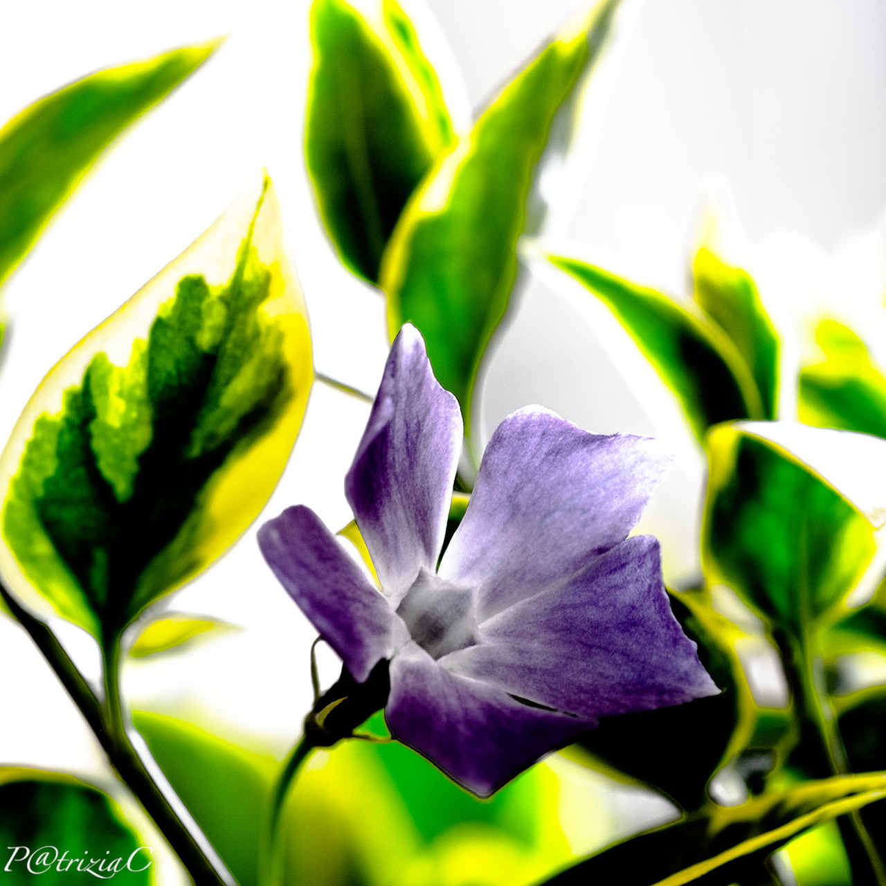 __girovagando...in giardino__(6)