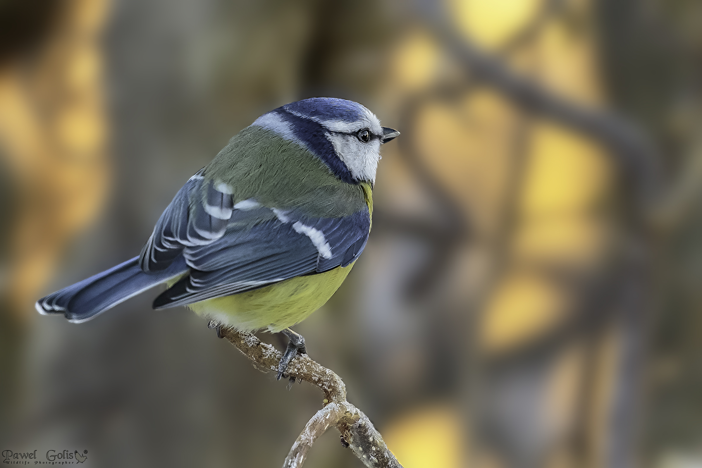 Tit blu eurasiatica (Cyanistes caeruleus)
