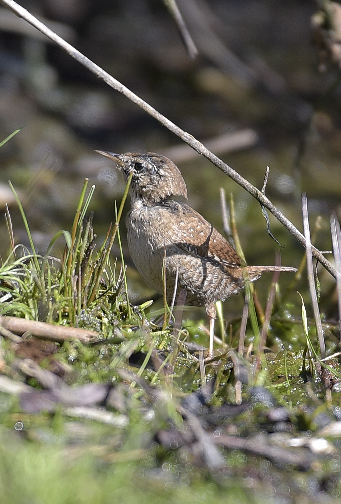 Wren