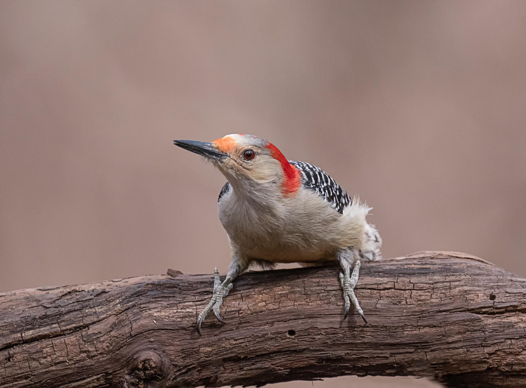 Red Bellied Woodpecker