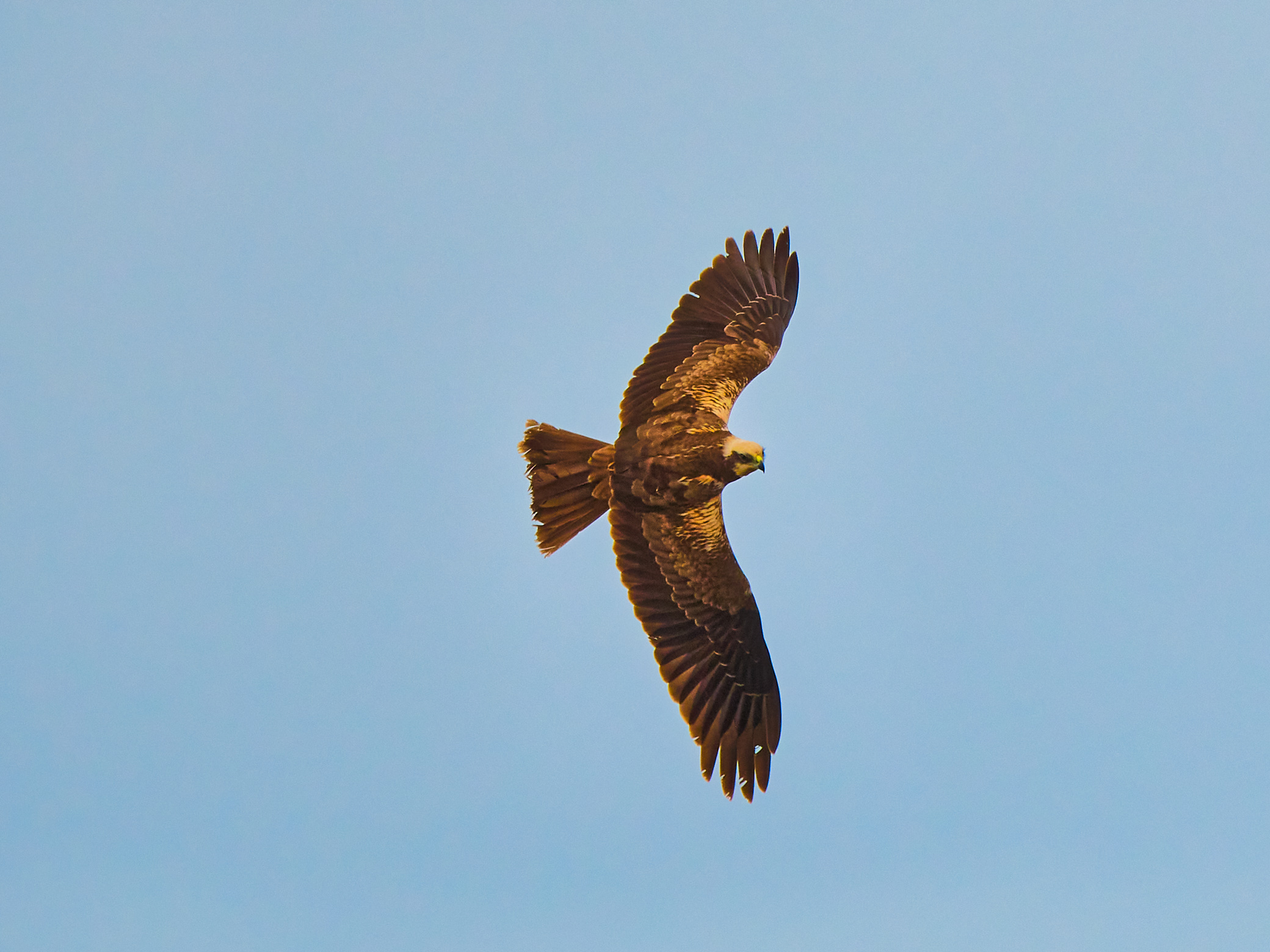 Falco di Palude