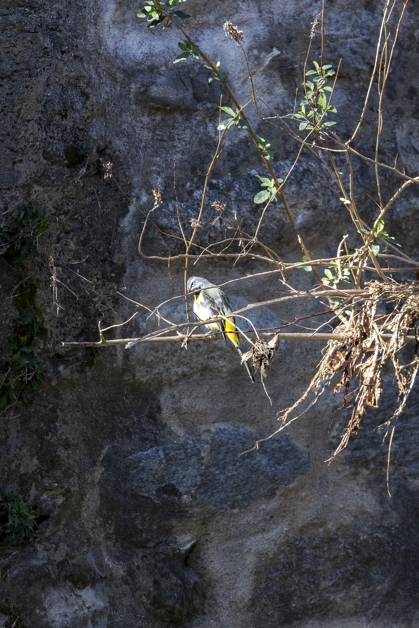 Ballerina petto giallo