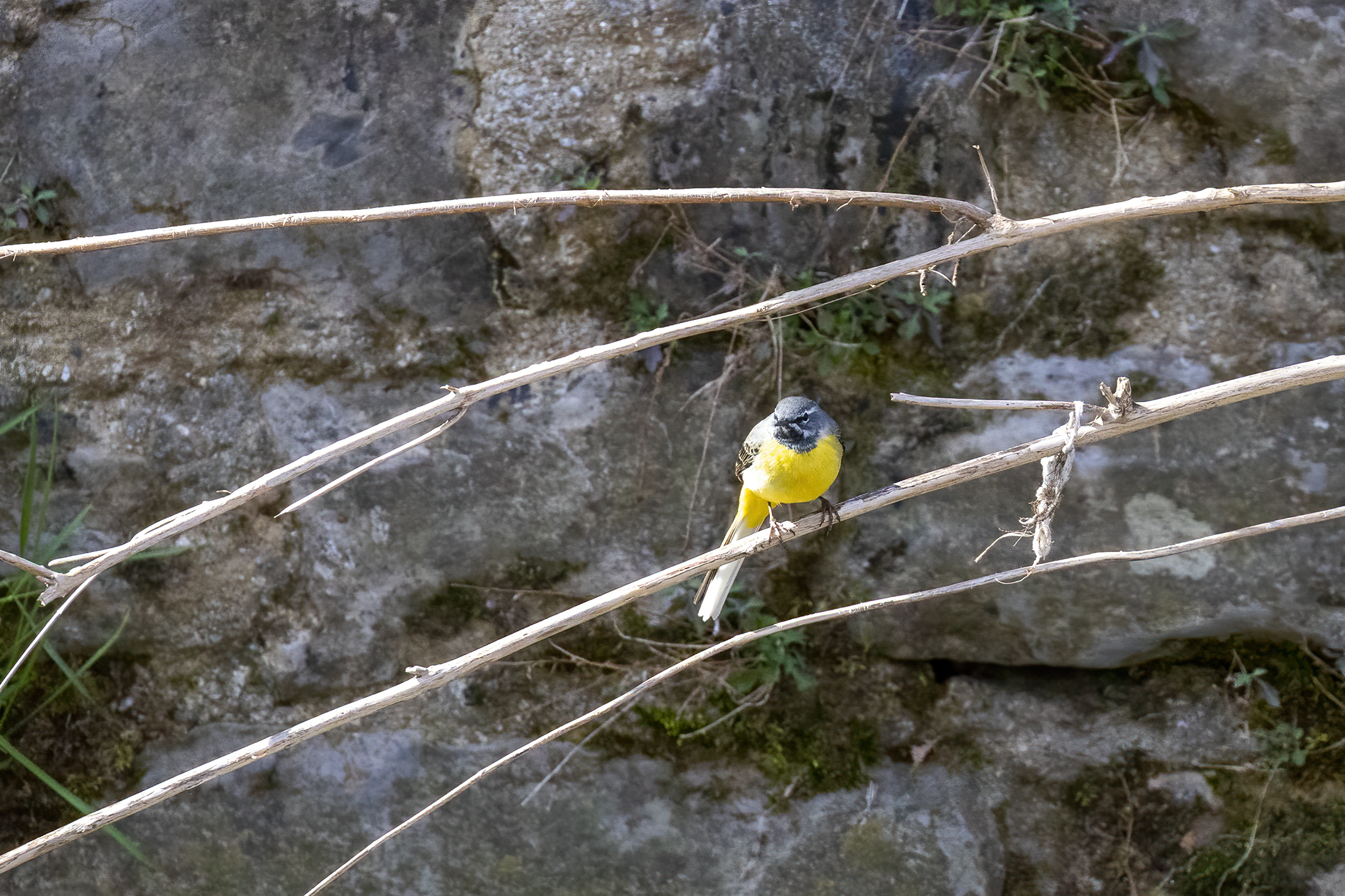Ballerina Petto giallo