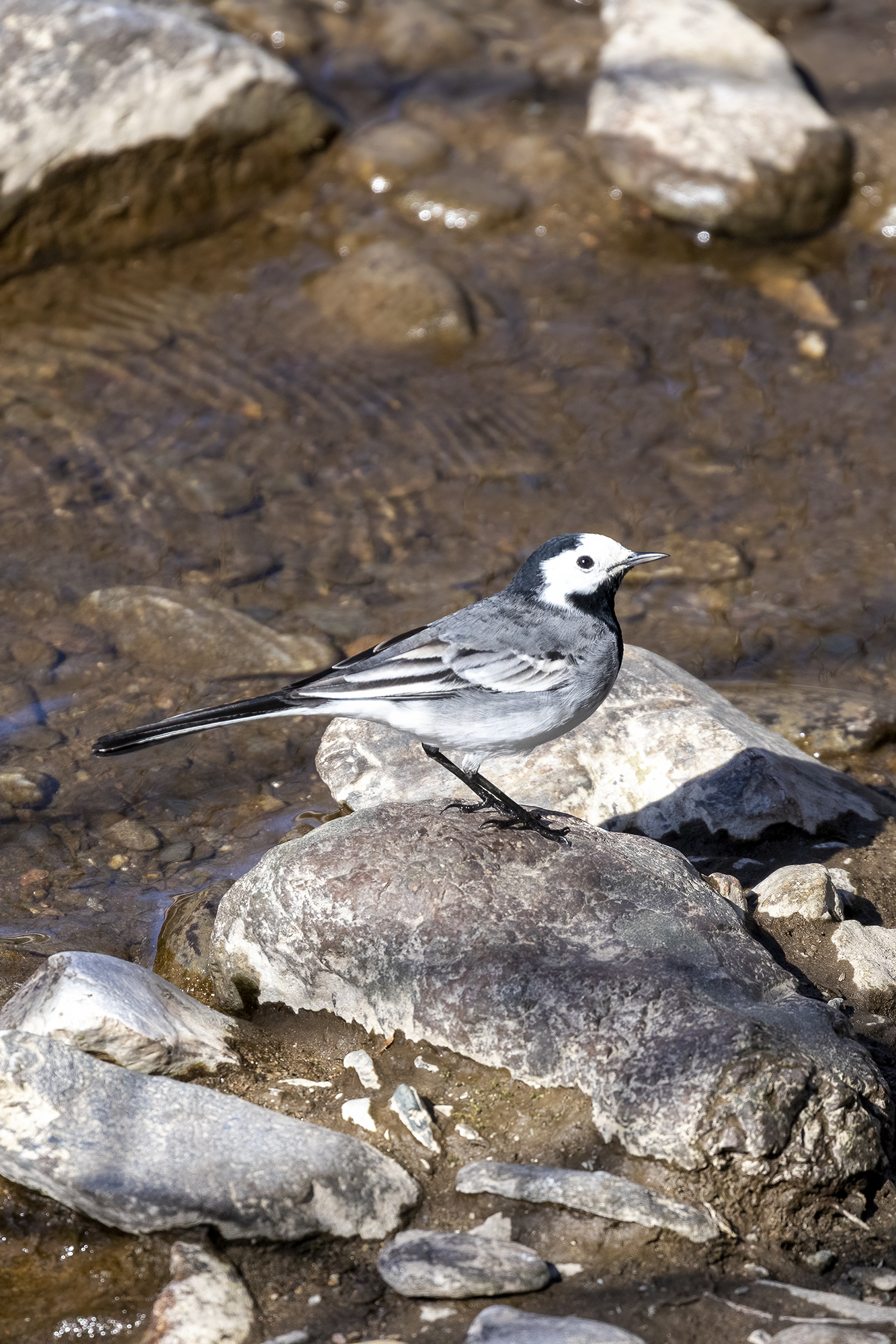 Ballerina petto bianco