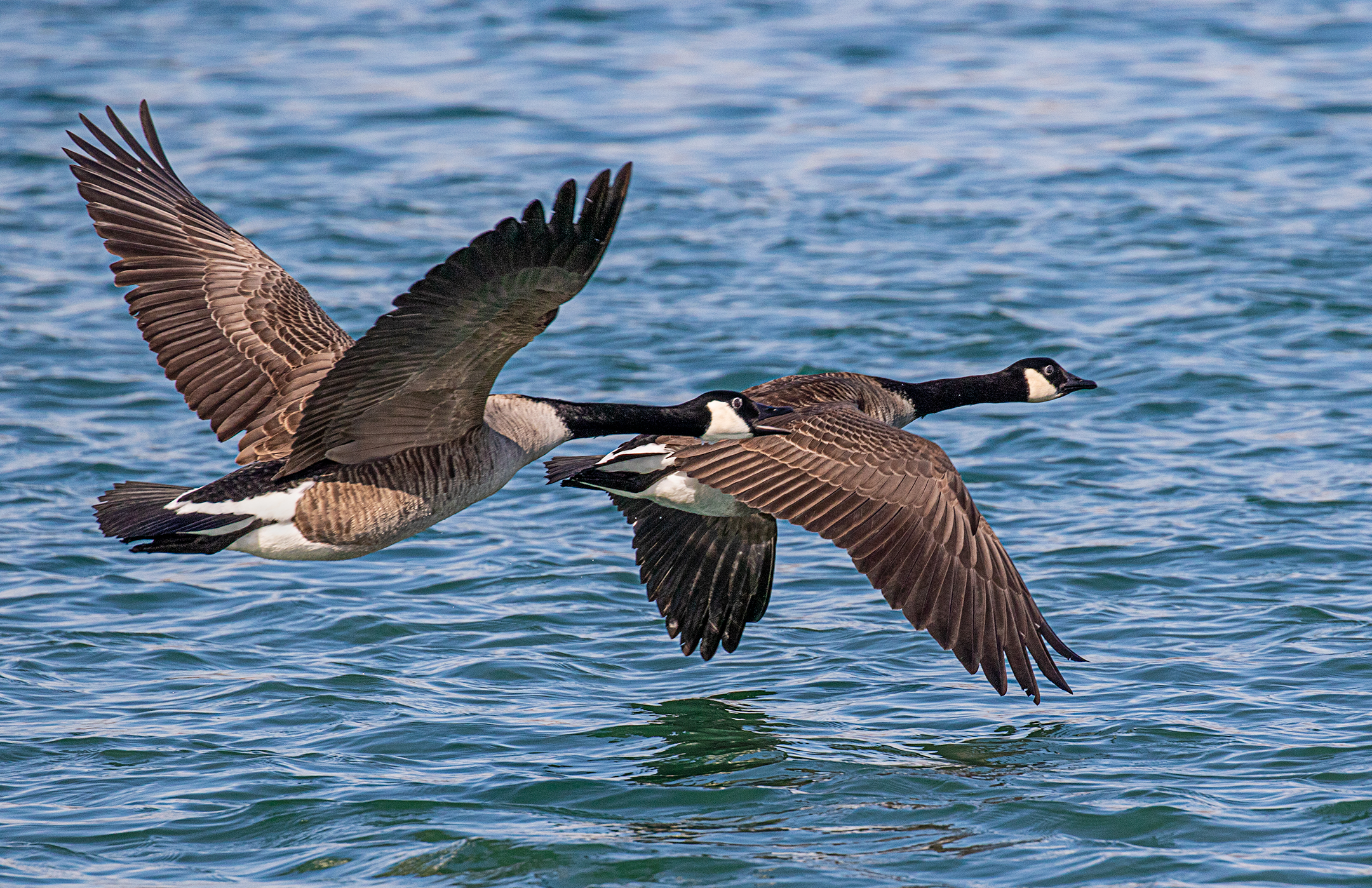 Pair of Canadian Geese.