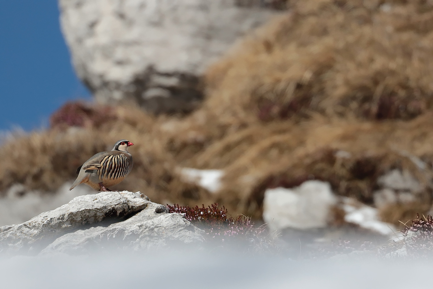 Primavera alle porte...