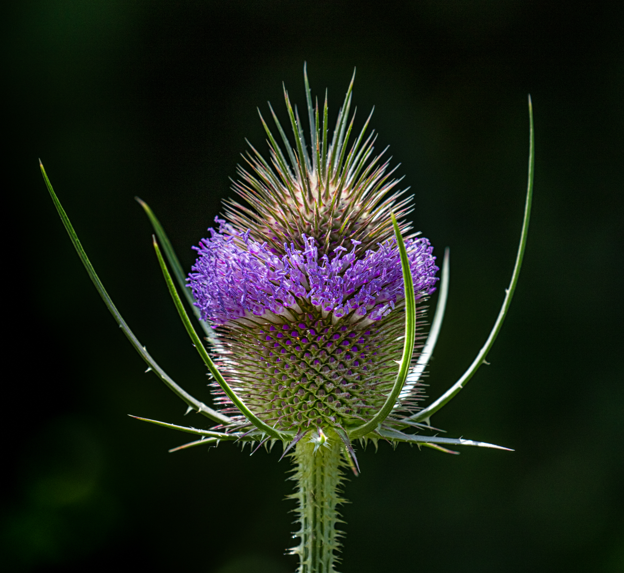 Canada Thistle