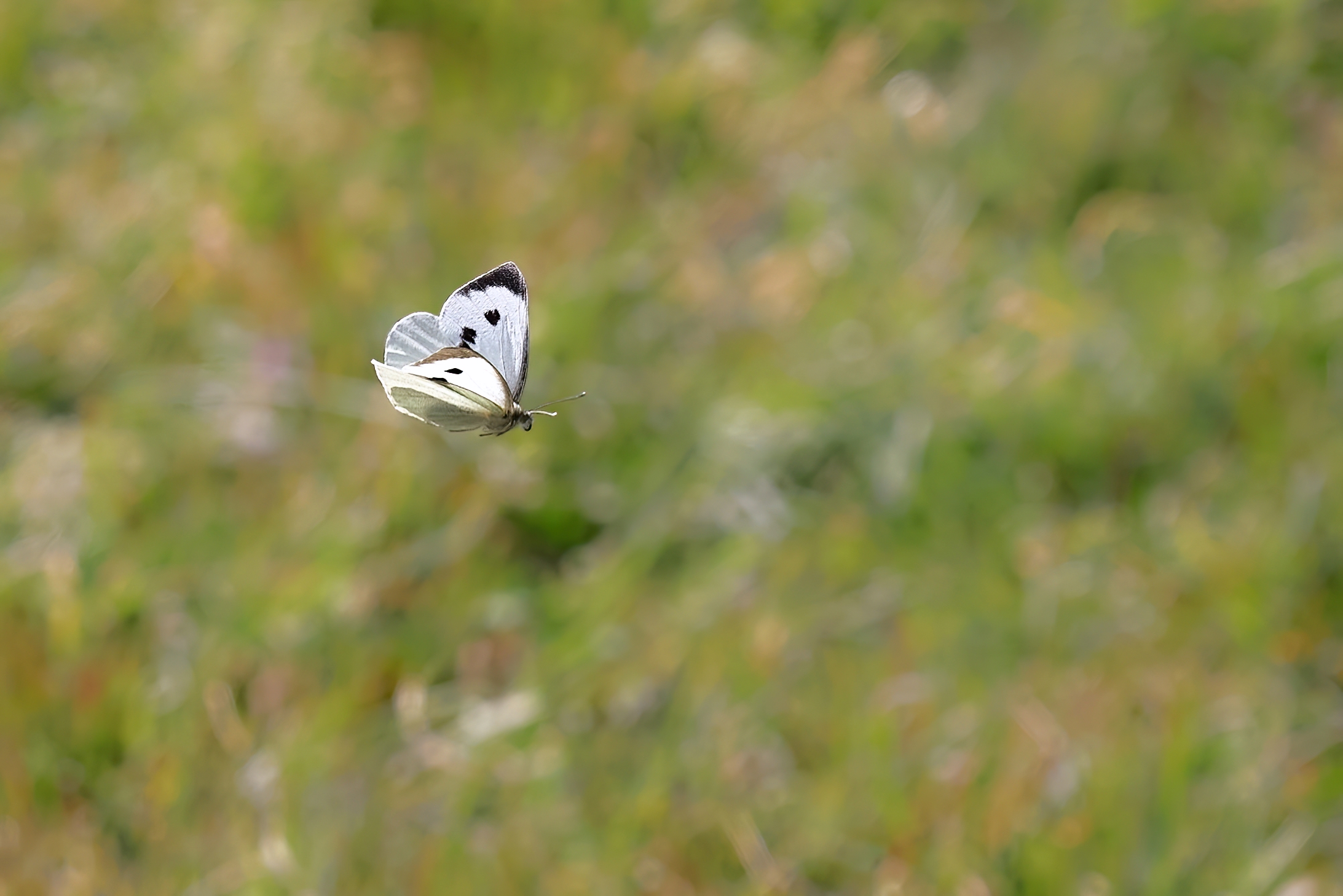 Veloce come un treno...