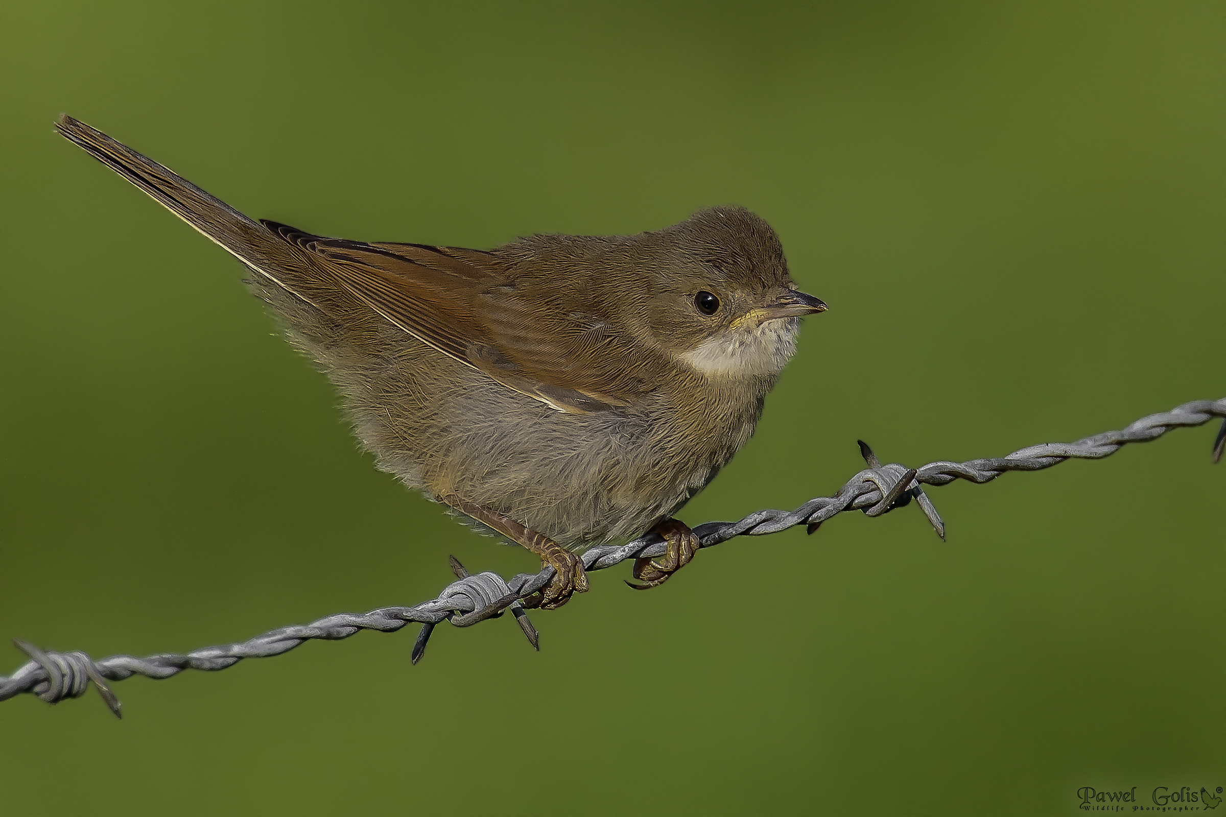 Pallore bianco comune (Sylvia communis)v2