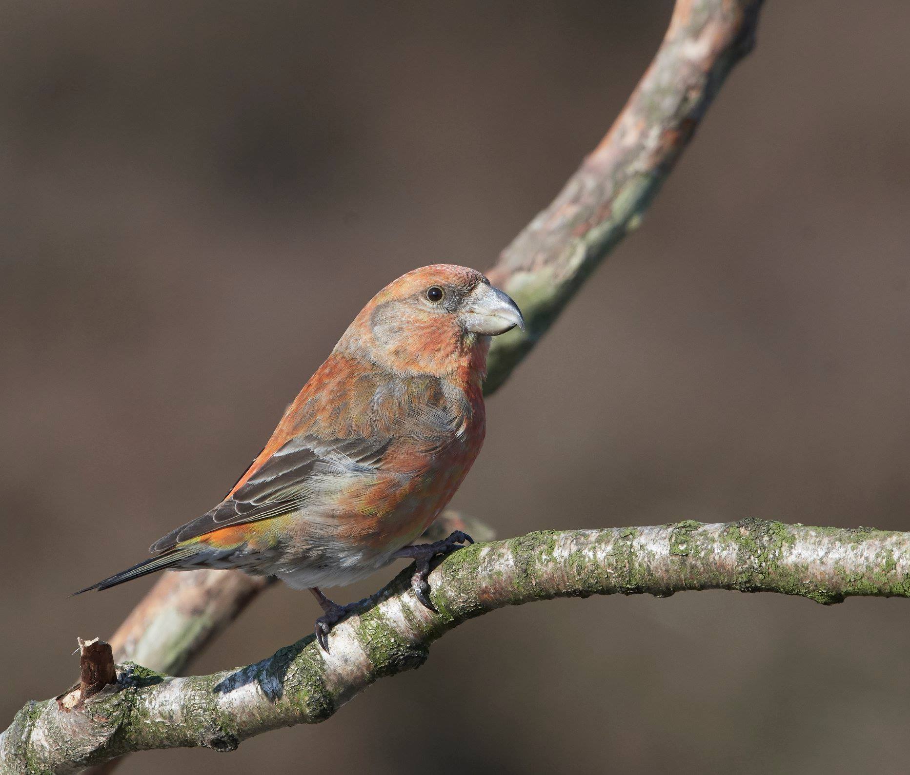 Crossbill pappagallo