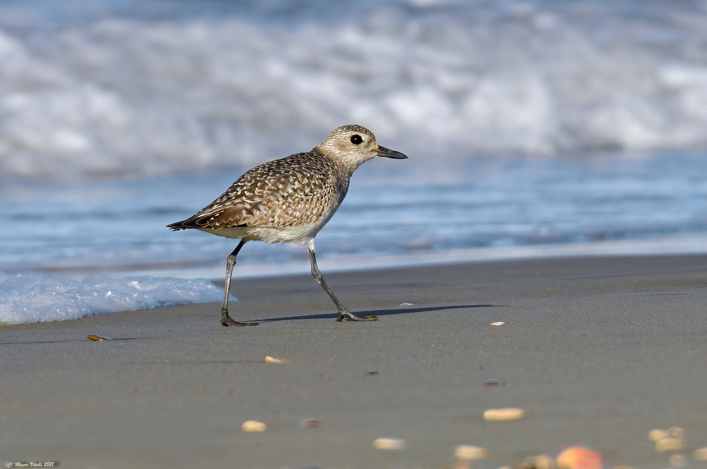 Pivieressa (Pluvialis squatarola)