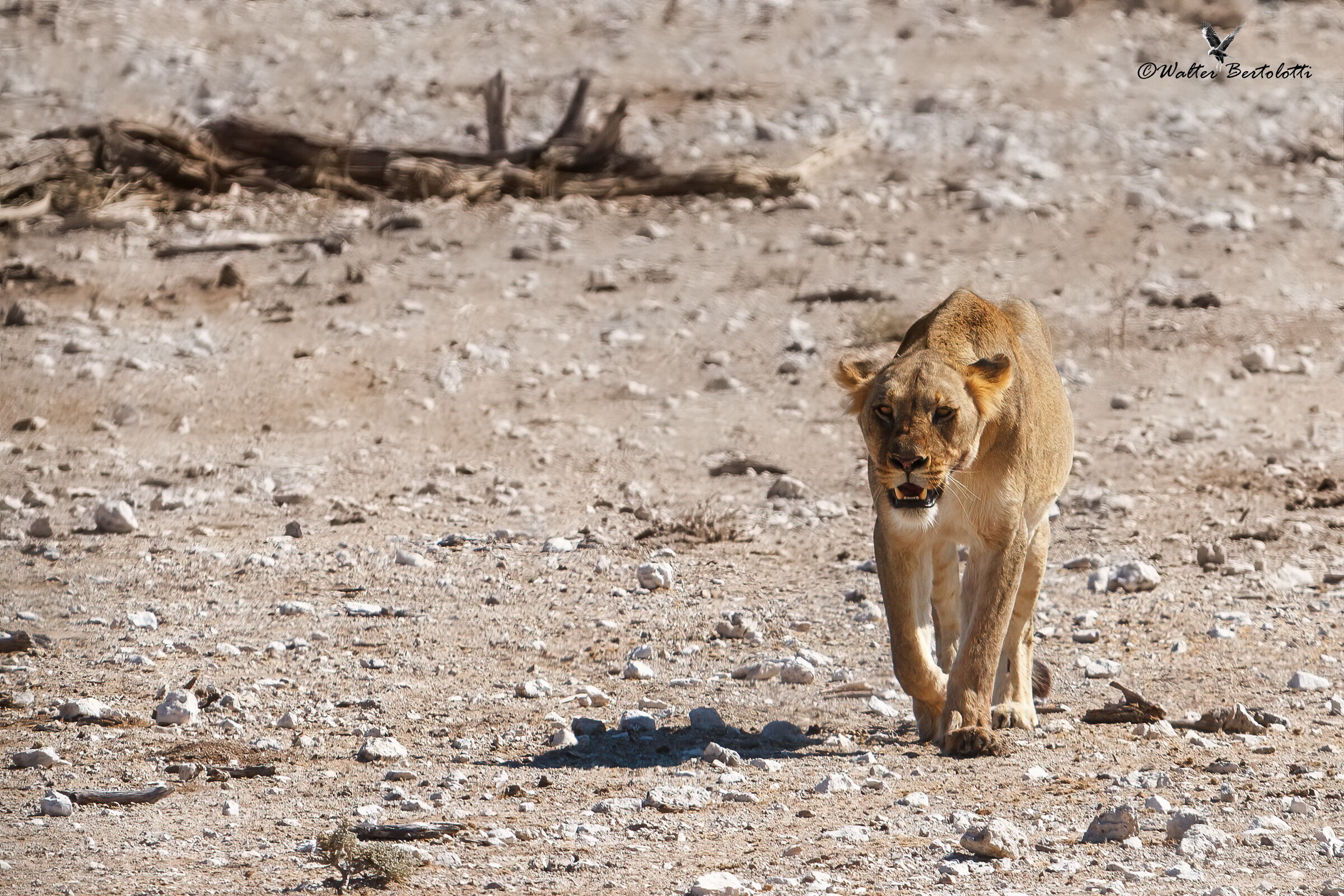la regina di Etosha