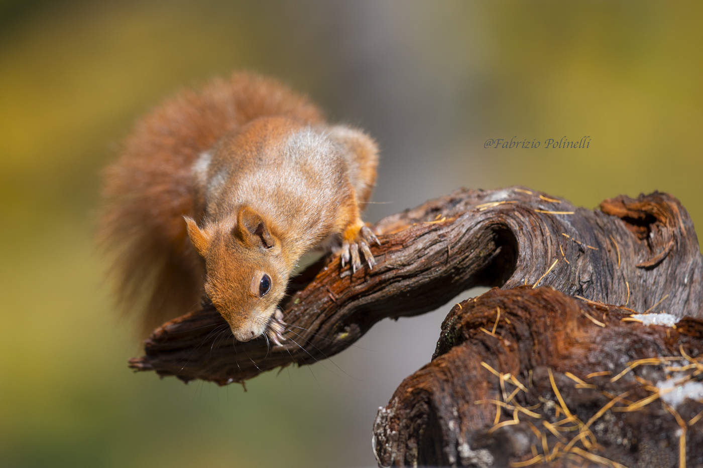 Red Squirrel