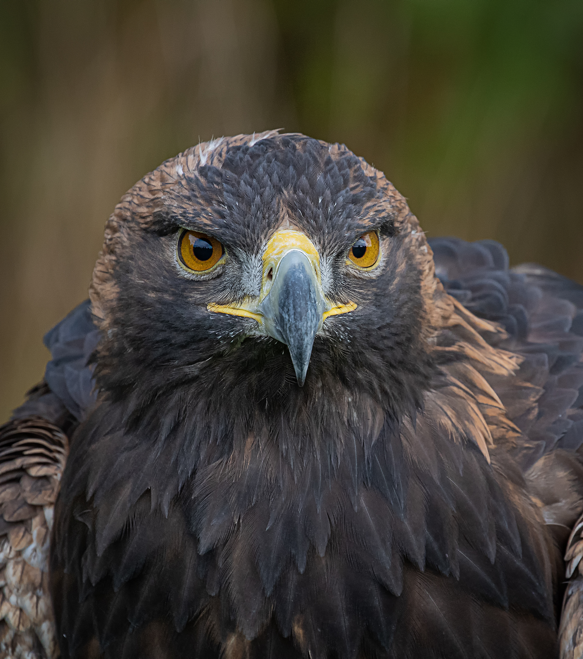 Portrait of a Golden Eagle.